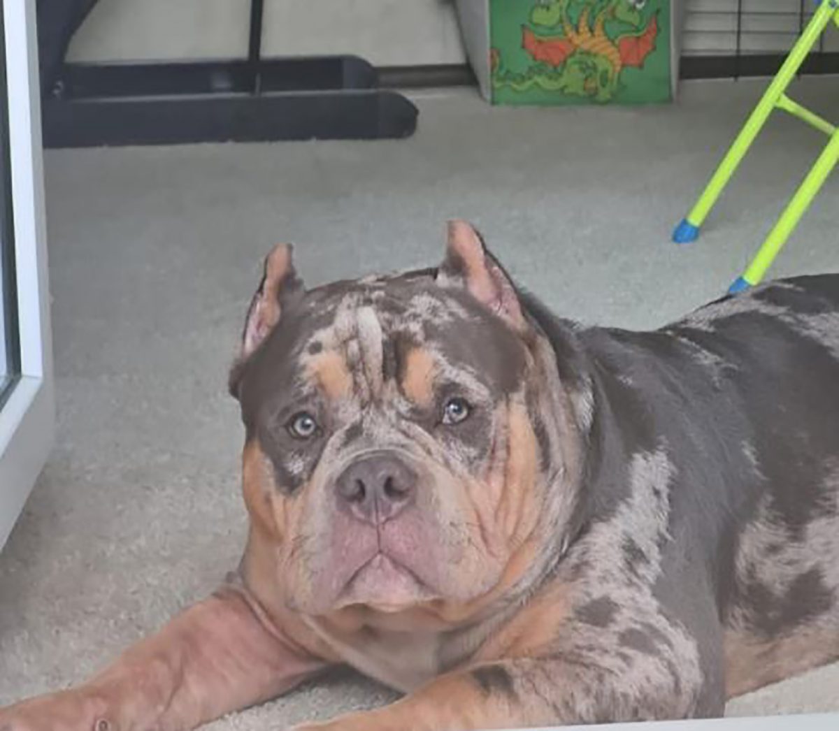 Merle American Bully What Are They & Why Are They Special?