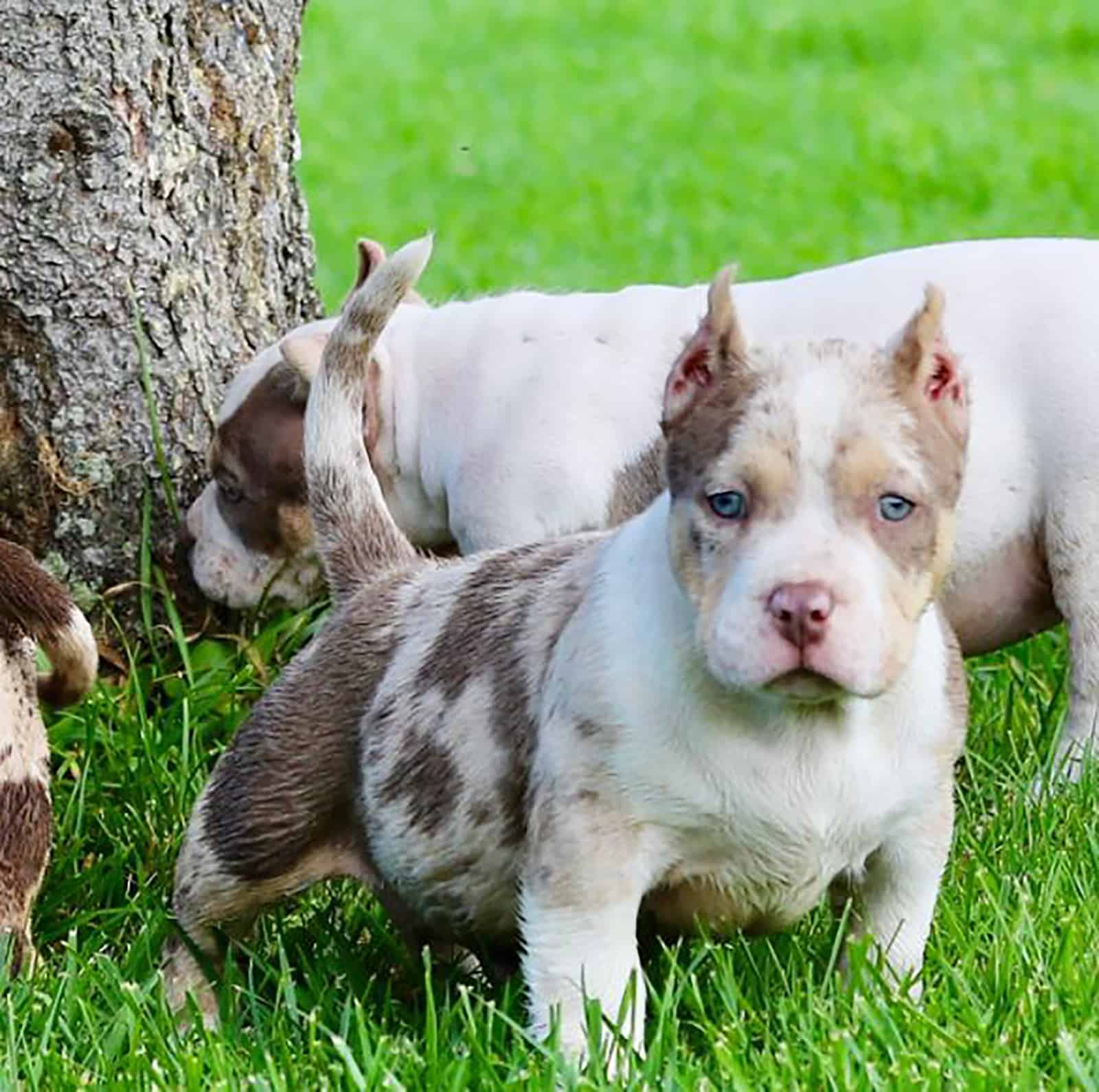 merle american bully puppies playing on the lawn