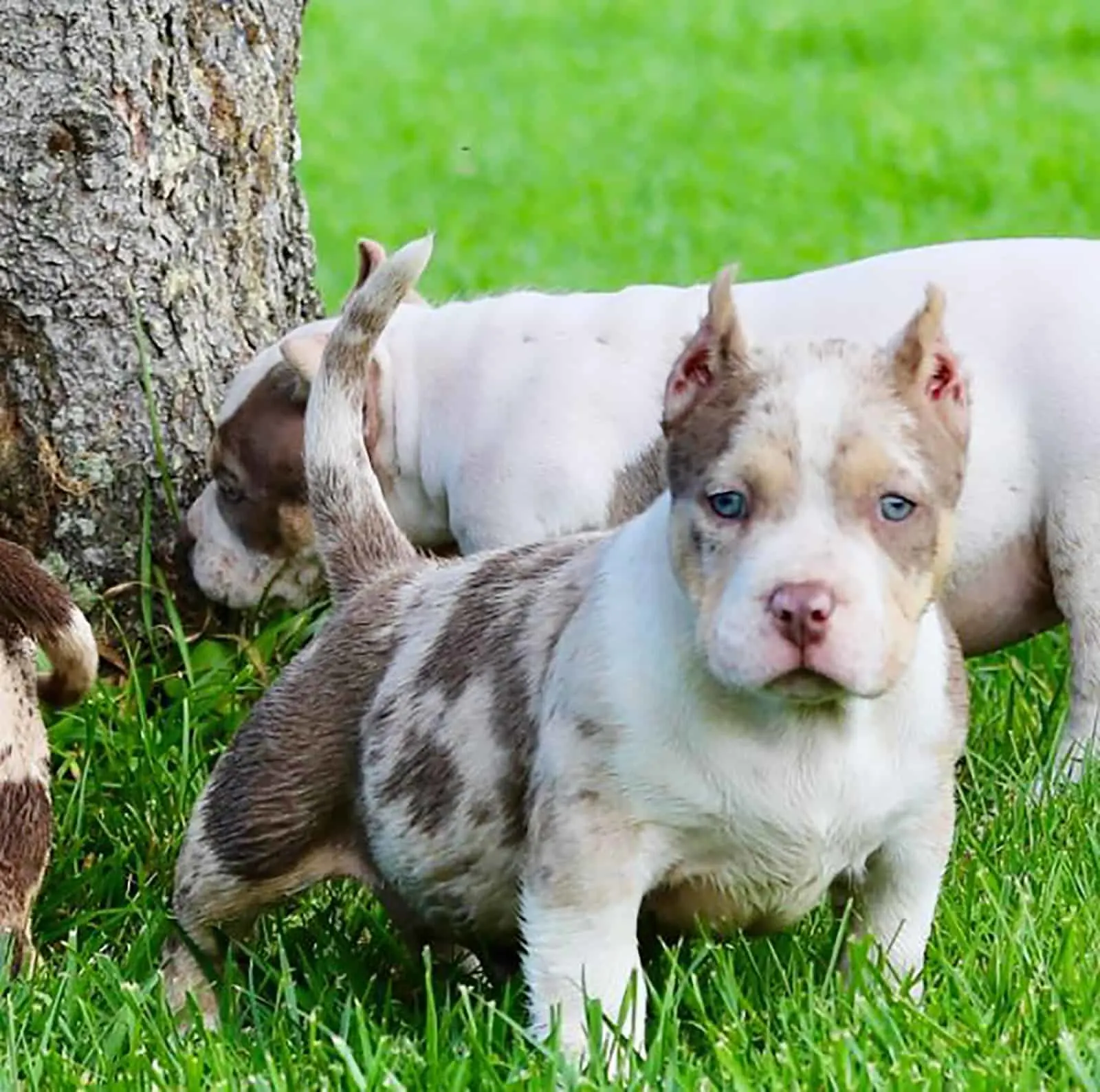merle american bully puppies playing on the lawn