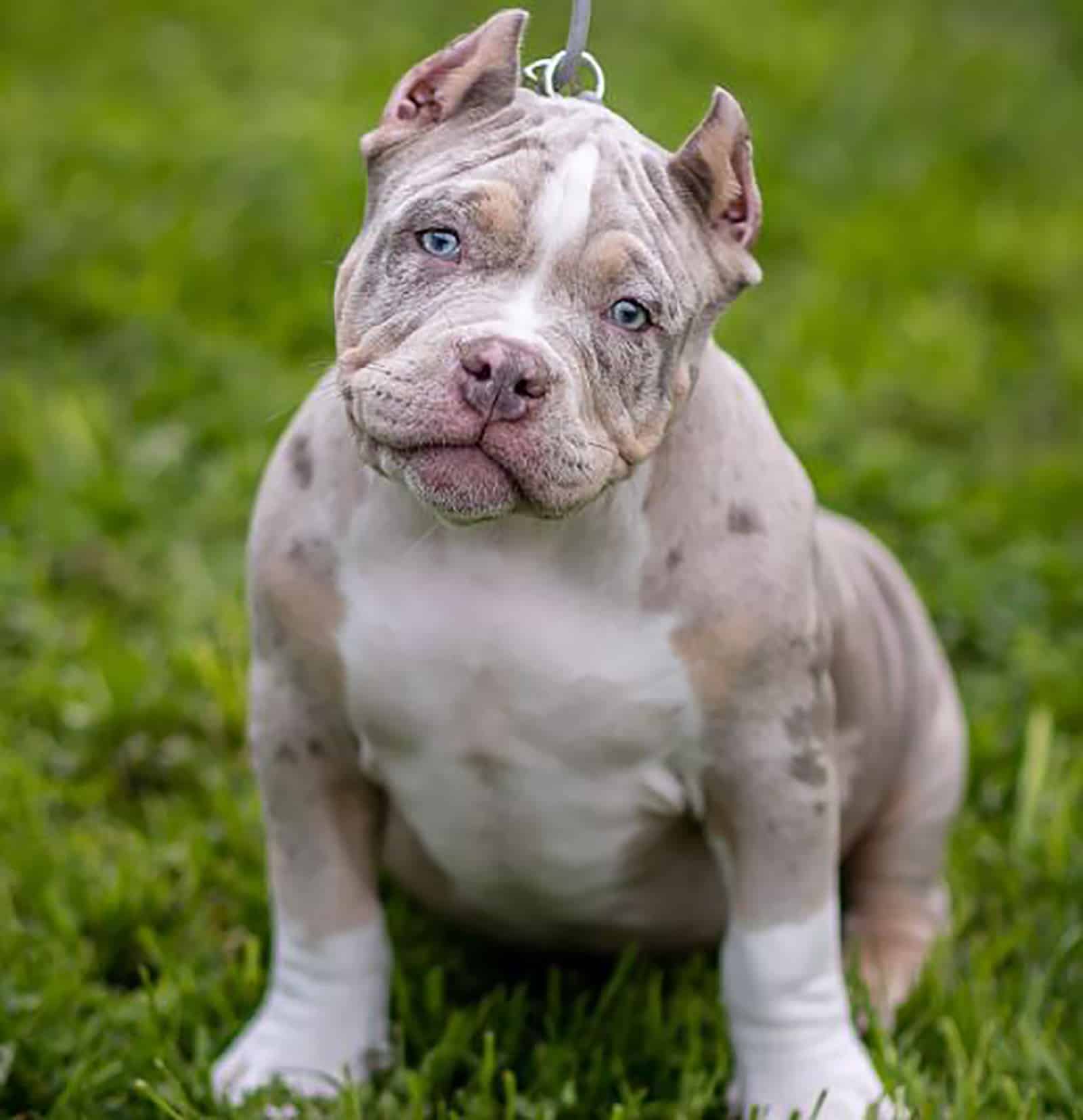 merle american bully puppy sitting in the grass