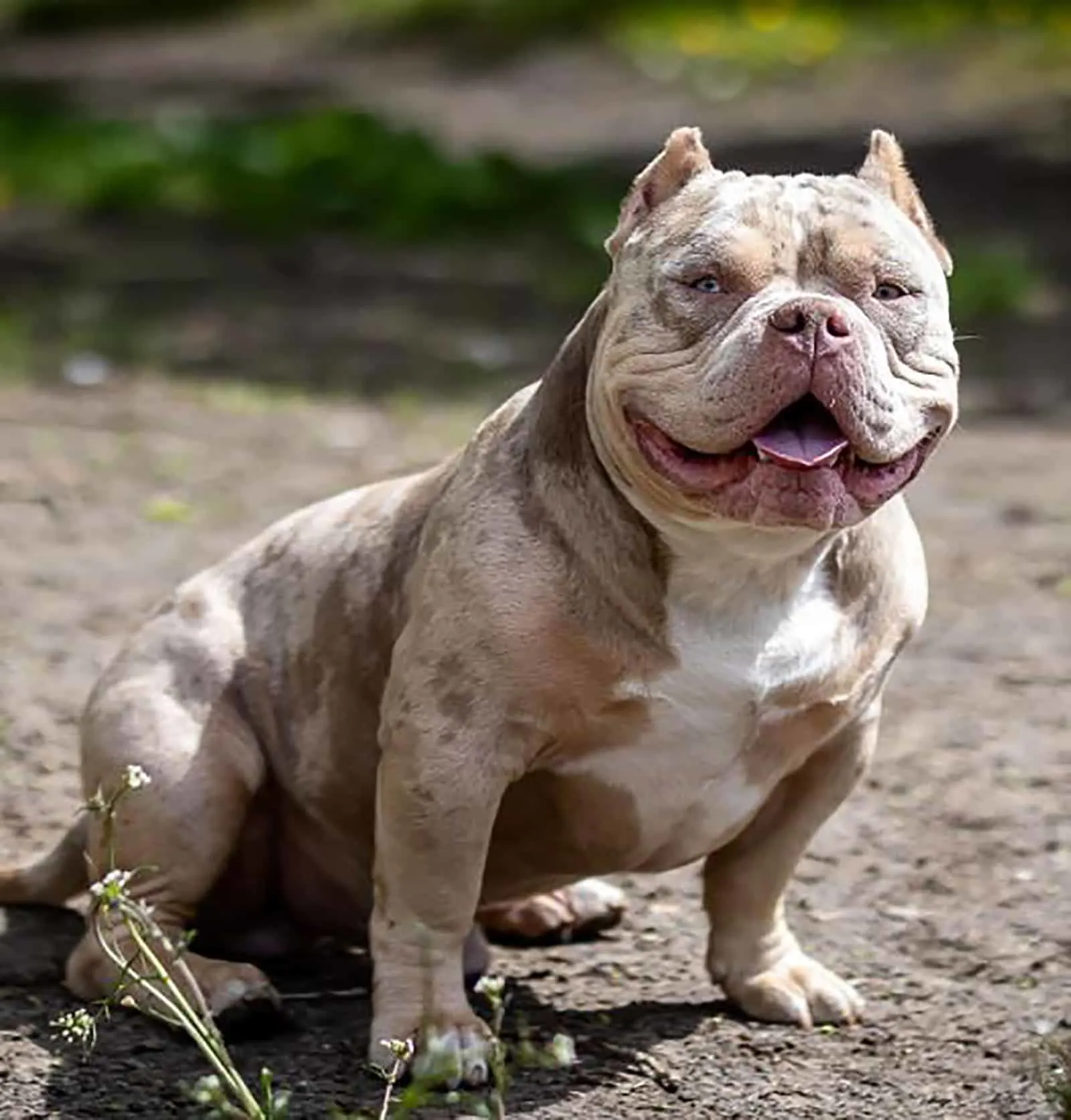 merle american bully sitting on the ground