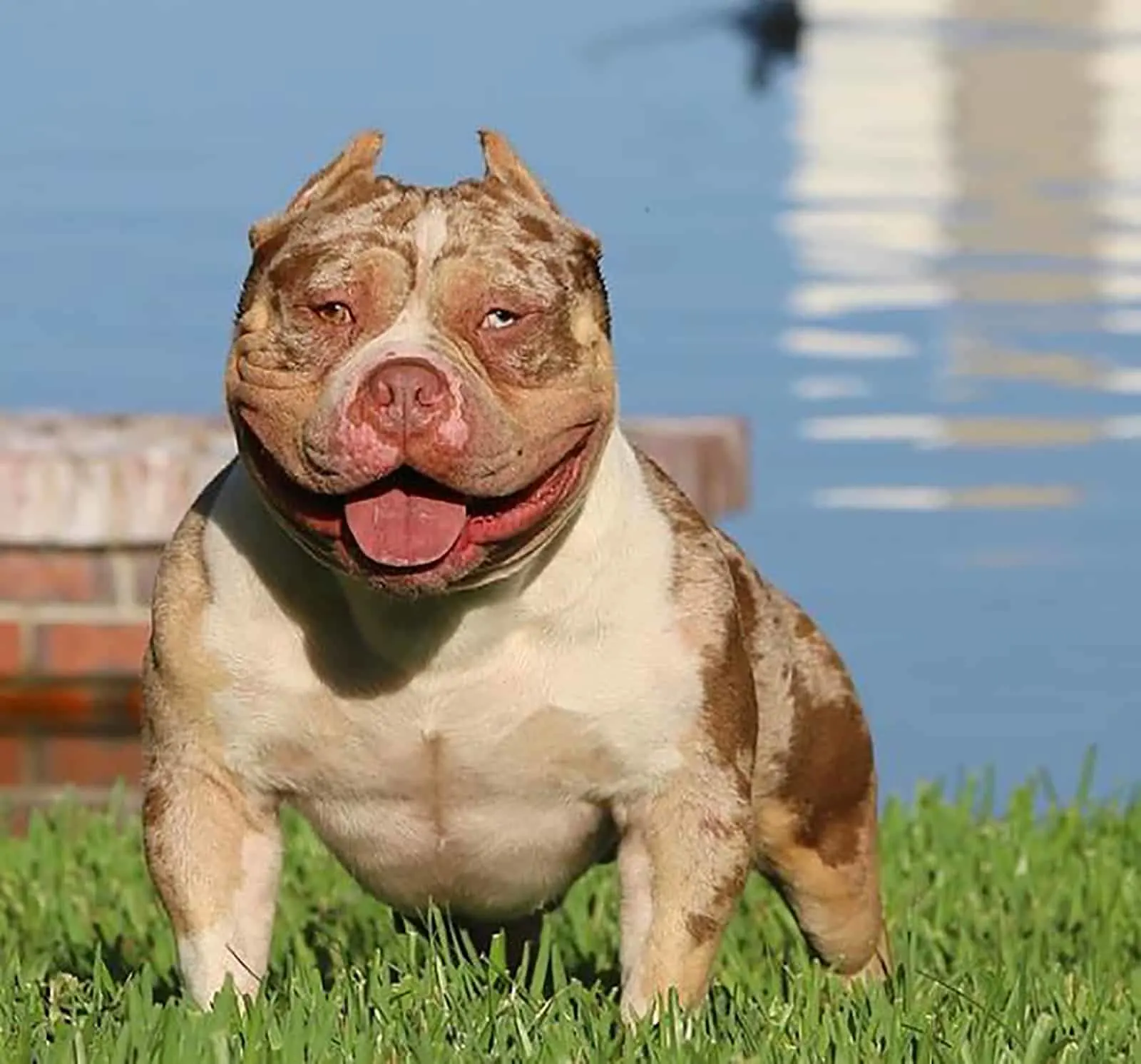 merle american bully standing in the grass near the lake