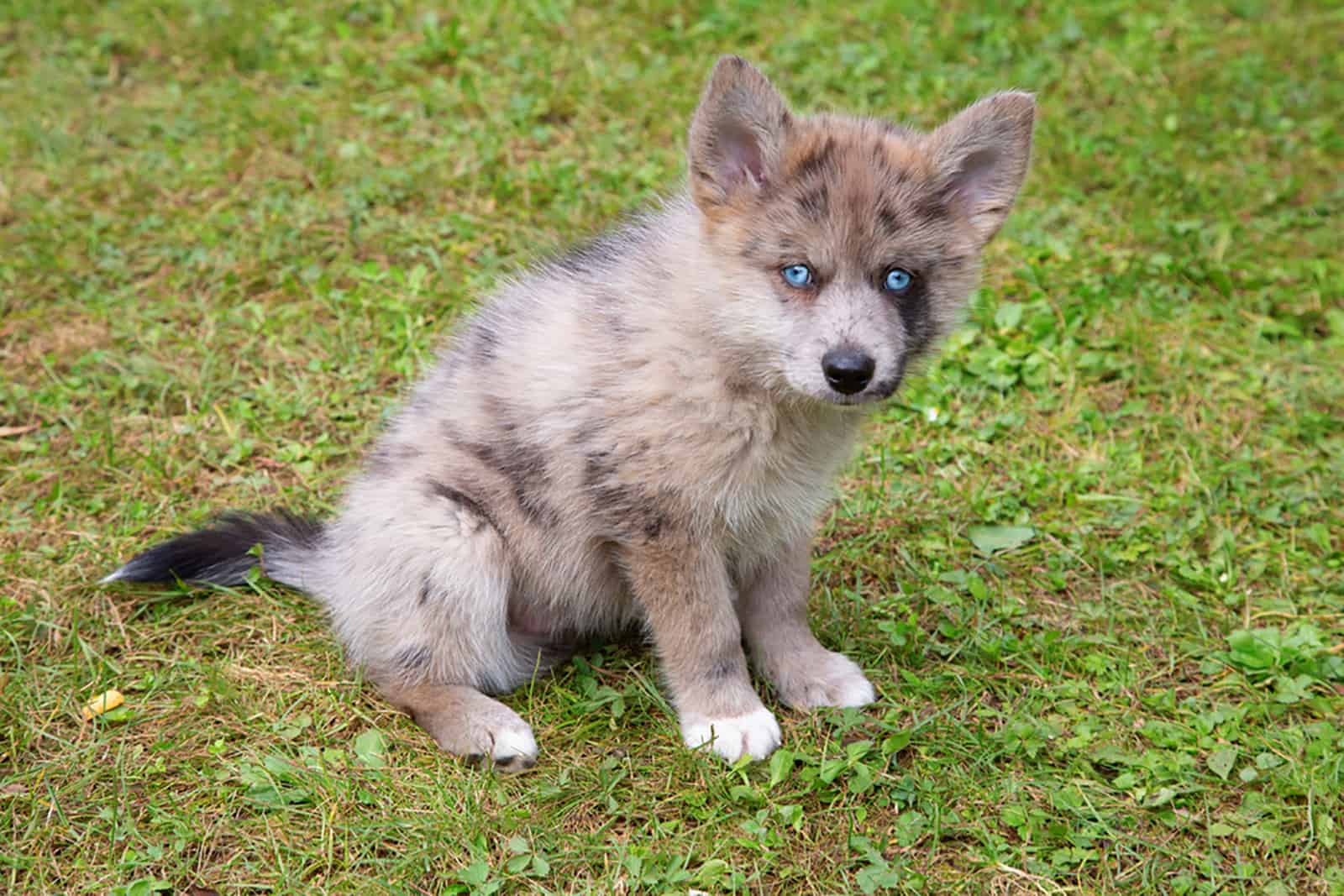 merle pomsky puppy sitting in the grass