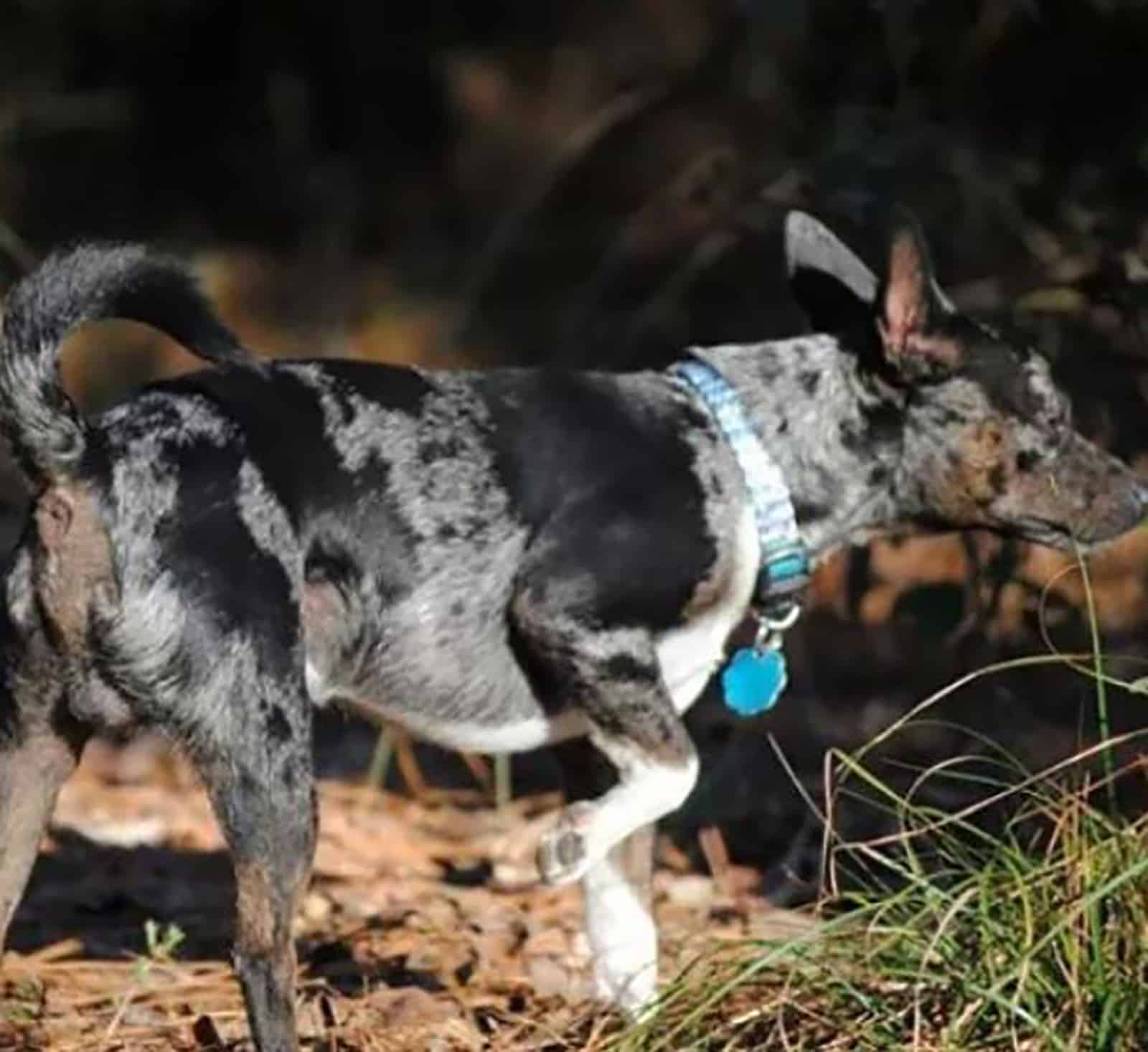 merle rat terrier walking in the forest