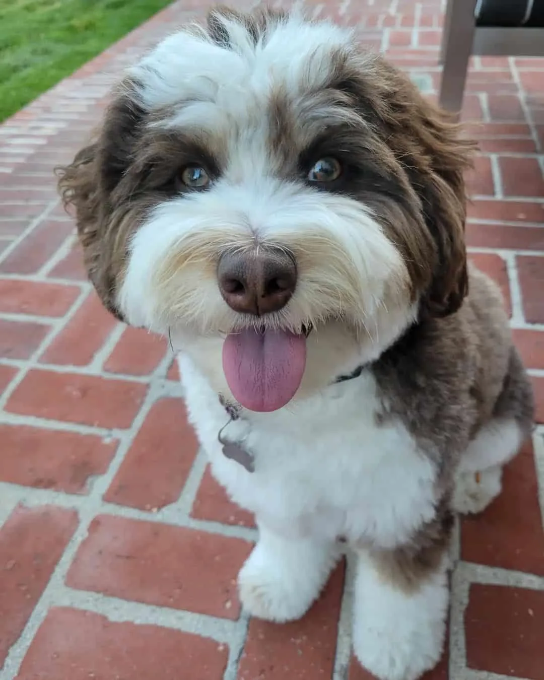 mini aussiedoodle