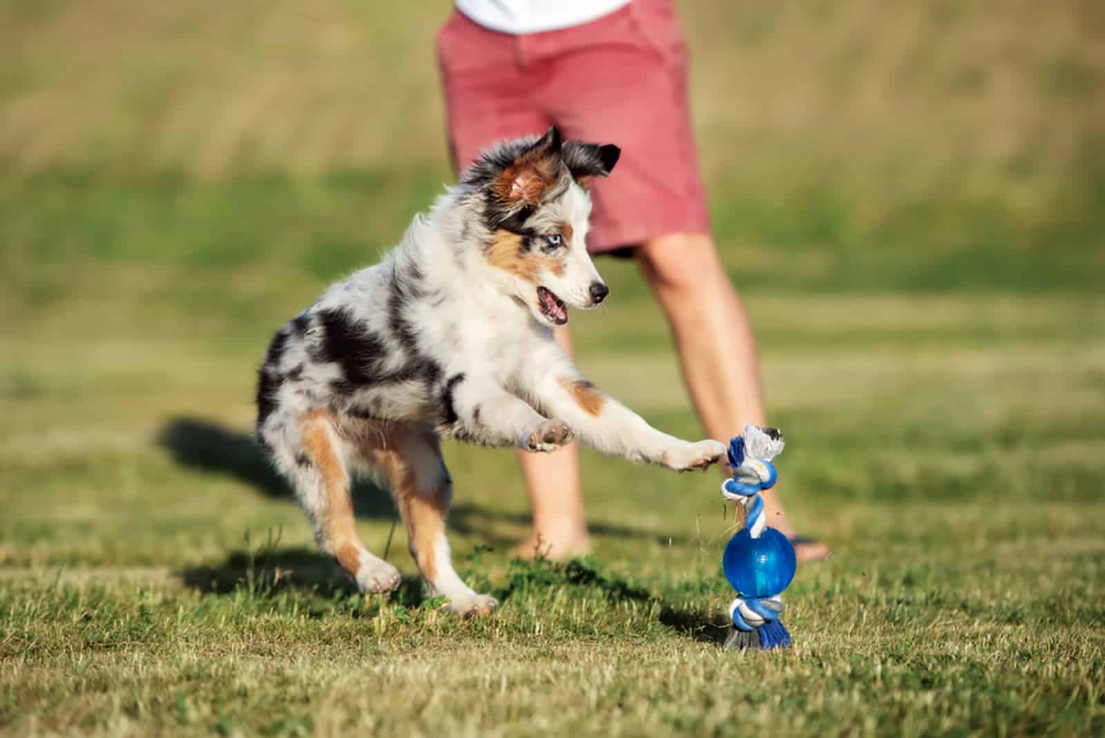 mini australian shepherd puppy playing outdoors