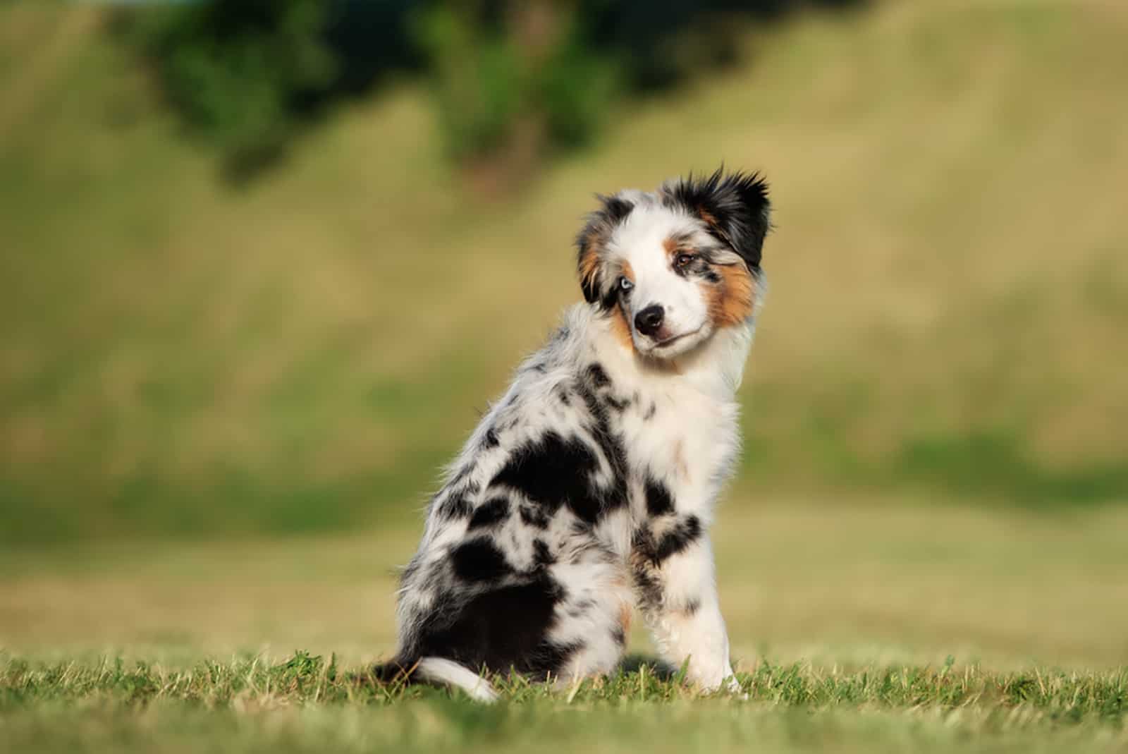 mini australian shepherd puppy sitting on the lawn