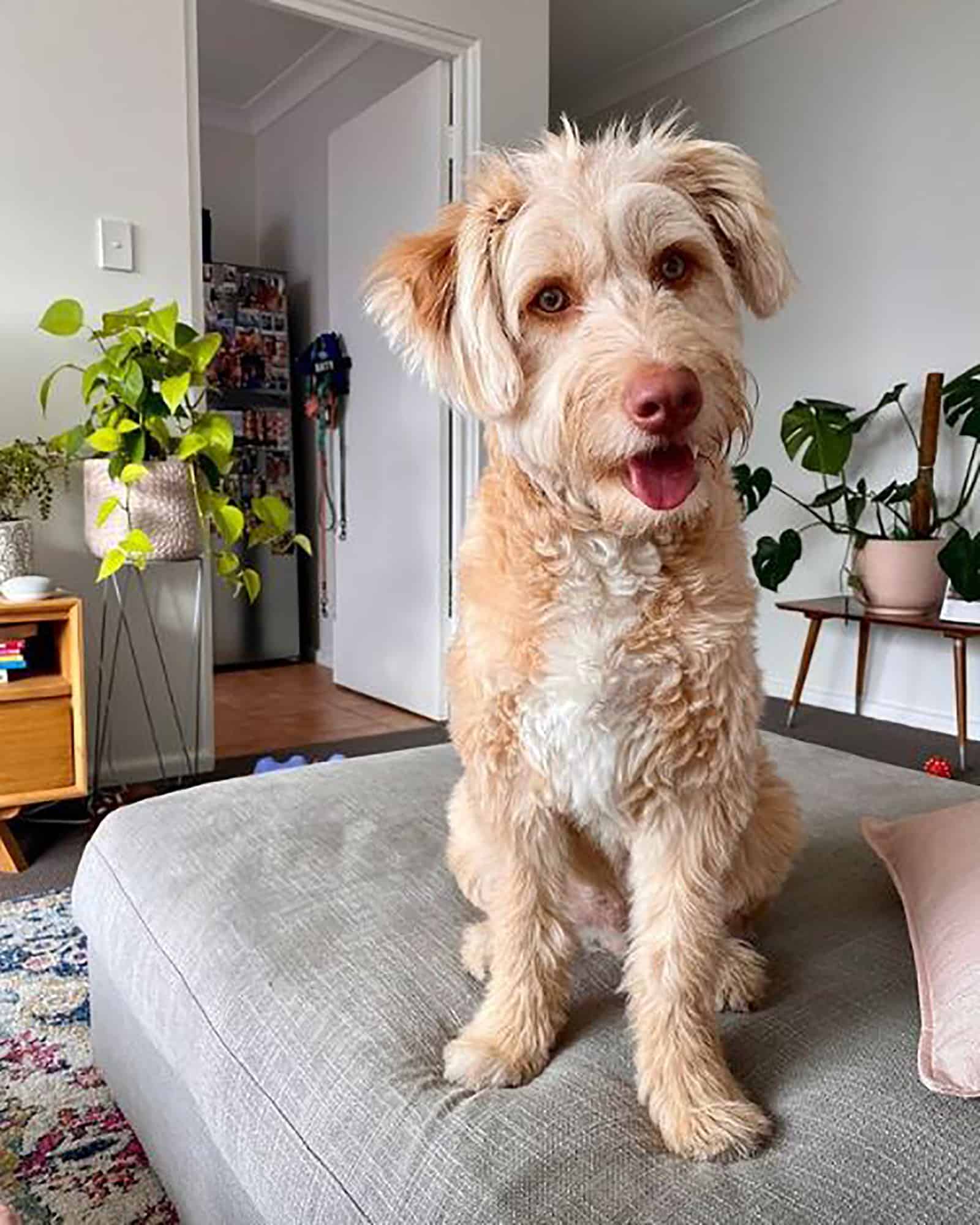 mini bordoodle dog sitting on the couch in the living room