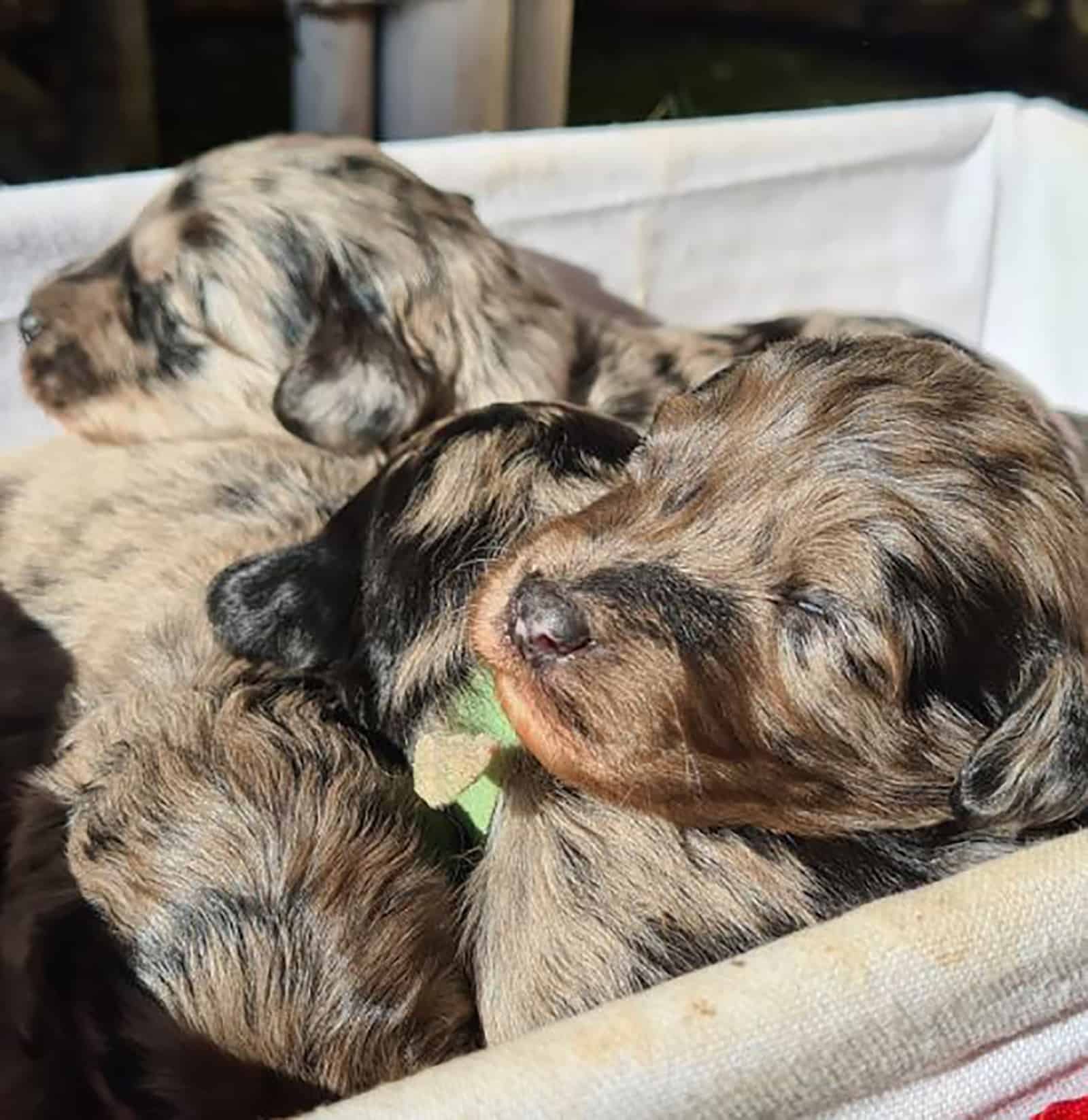mini bordoodle puppies sleeping together