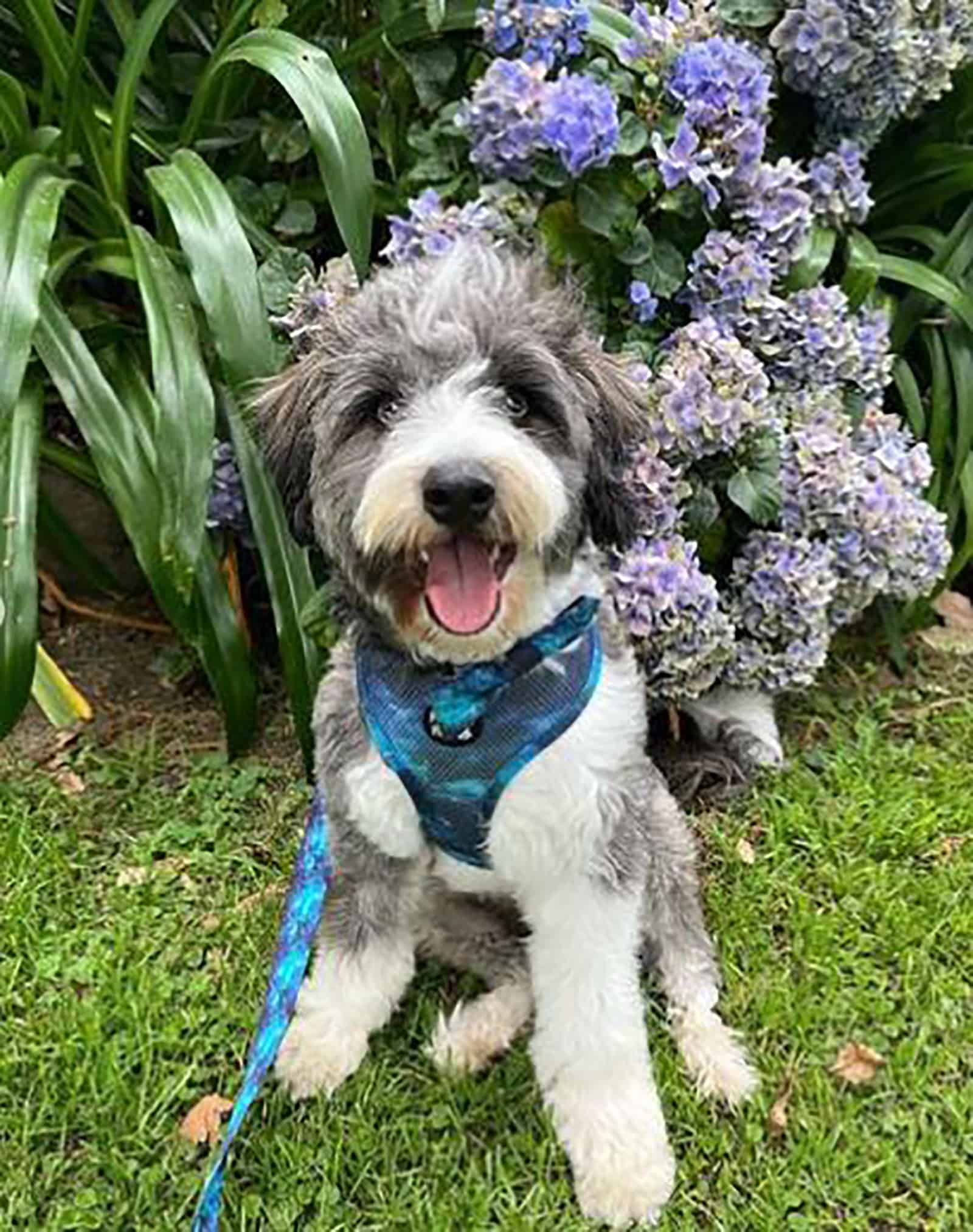 mini bordoodle sitting in the grass