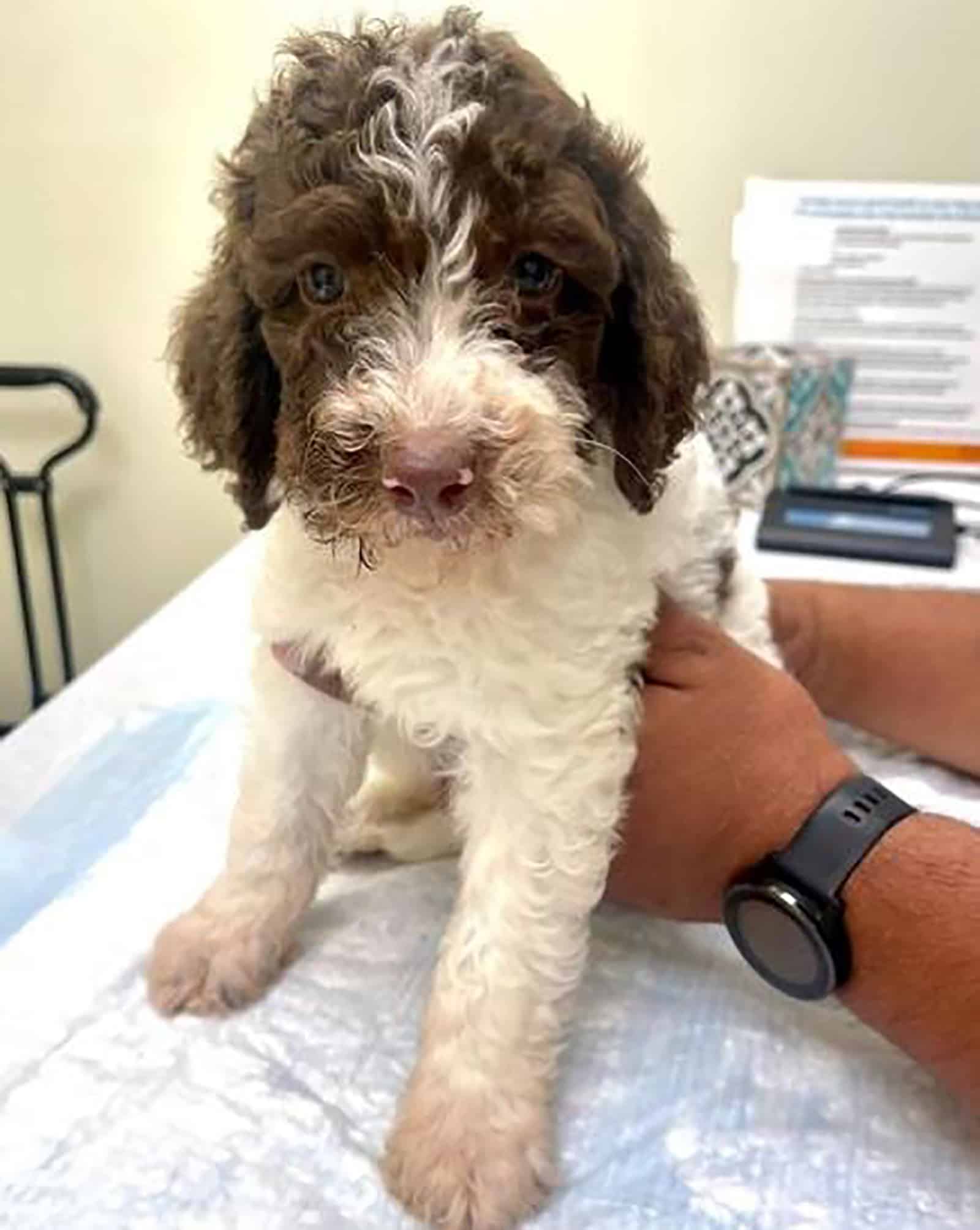 mini cavapoo at vet sitting on an examination table