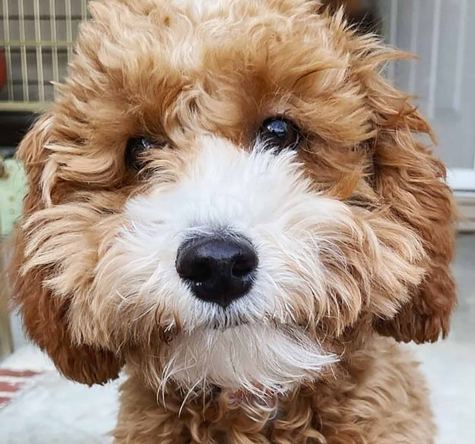 mini cavapoo puppy looking into camera indoors