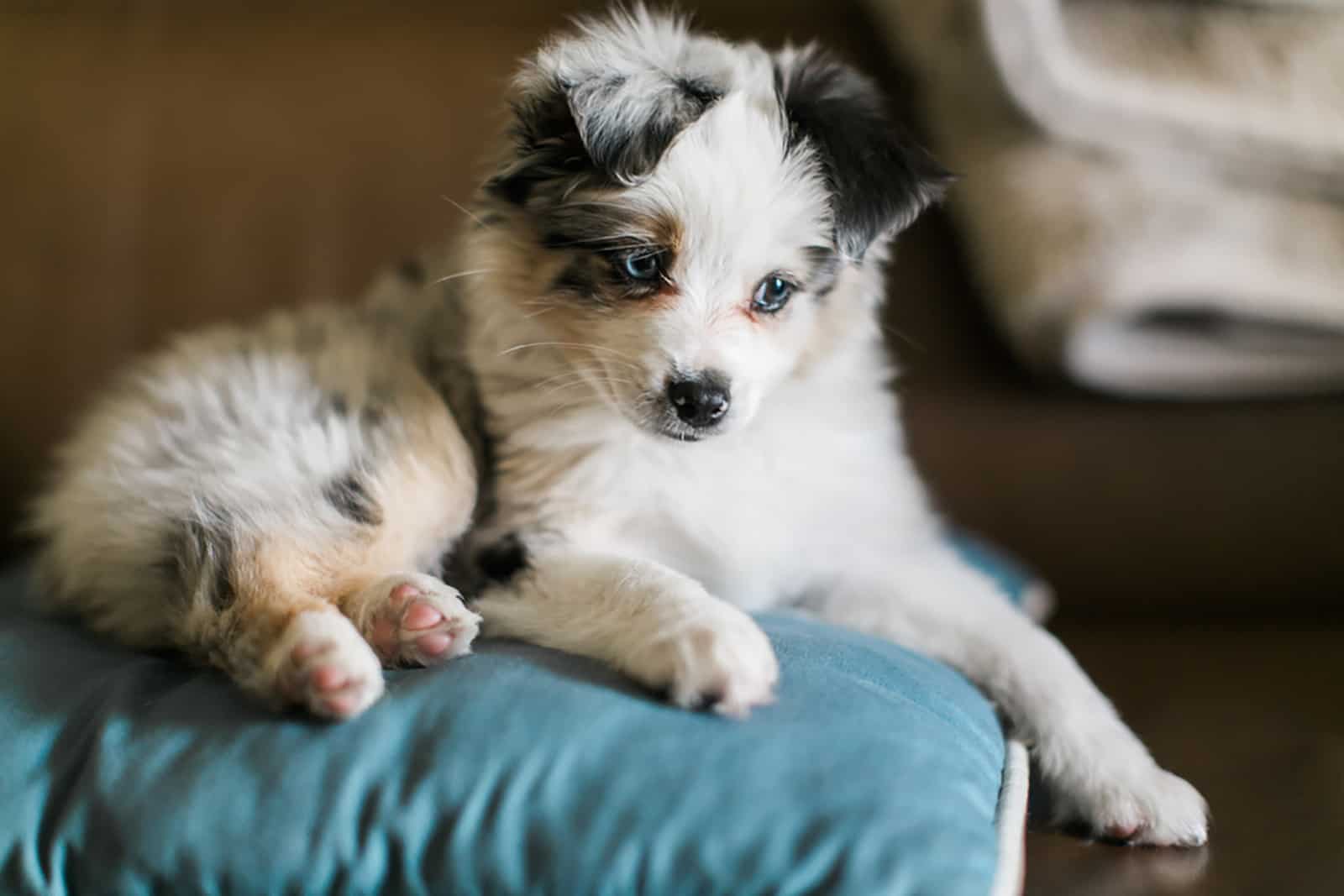 mini sustralian shepard puppy on couch in living room