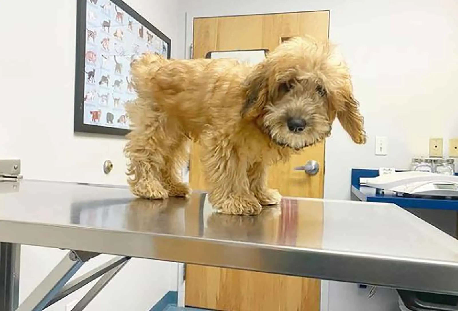 mini whoodle at vet standing on the table