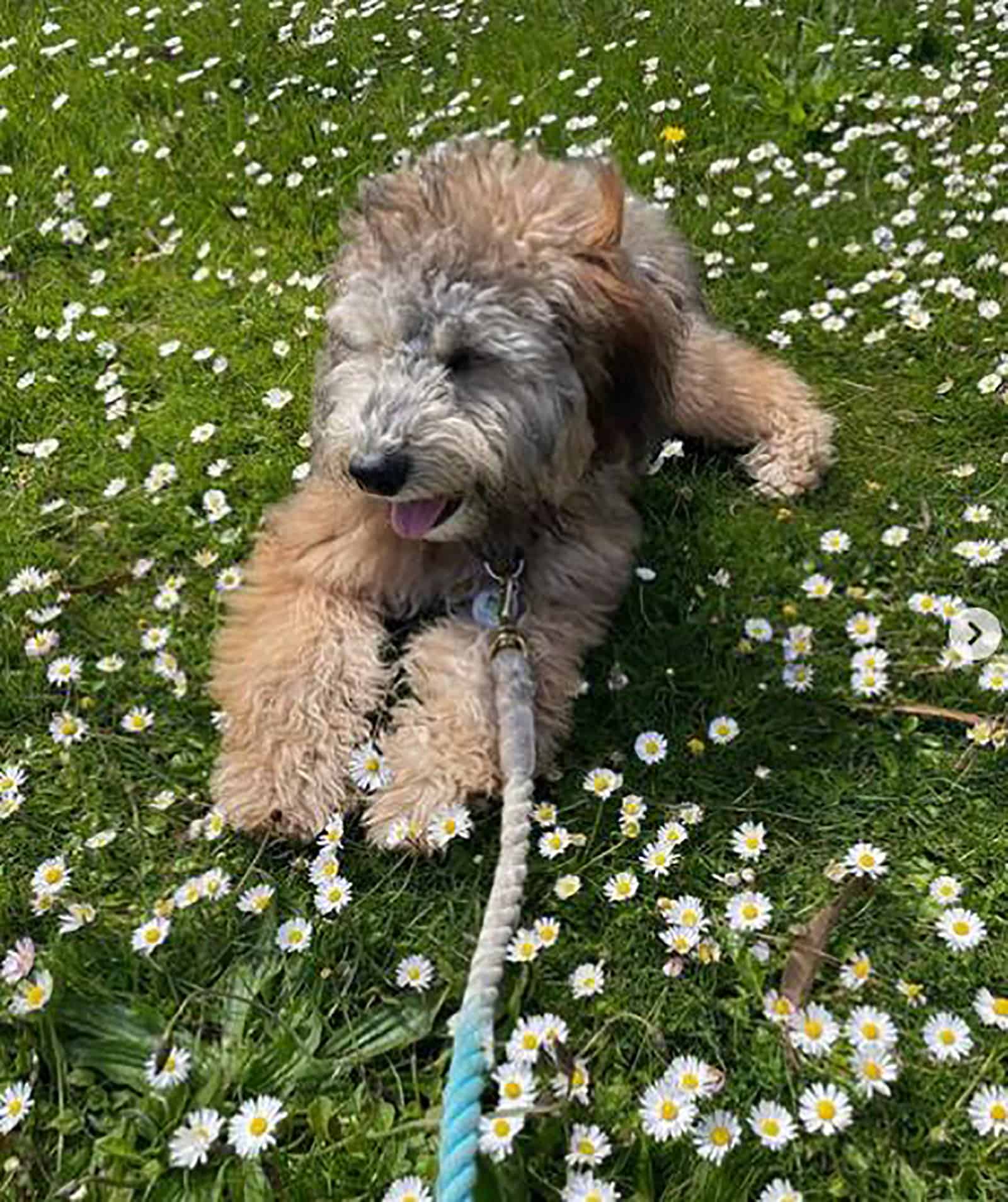 mini whoodle dog sitting on a meadow on sunny day