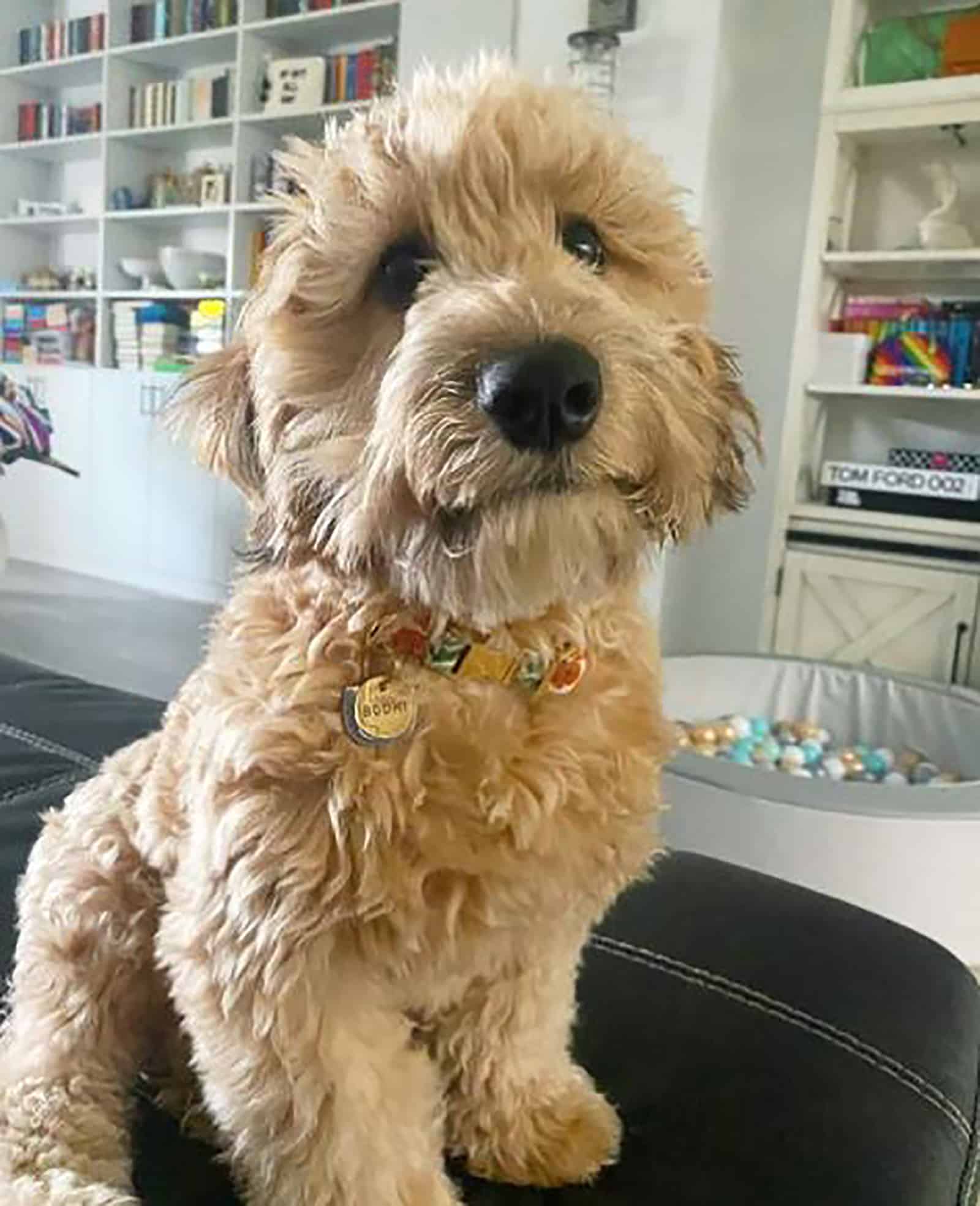 mini whoodle dog sitting on the couch