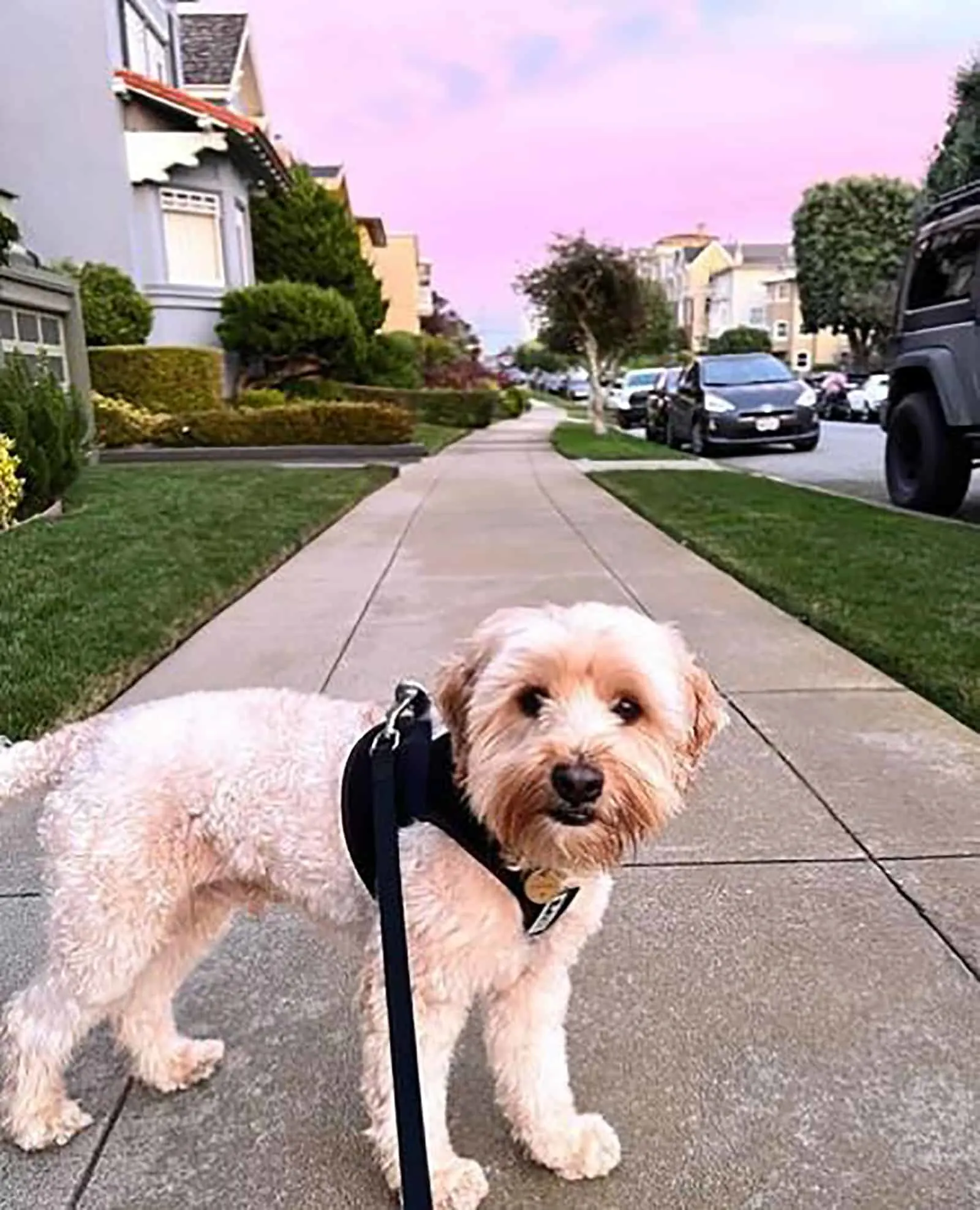 mini whoodle on a leash walking in a neighborhood