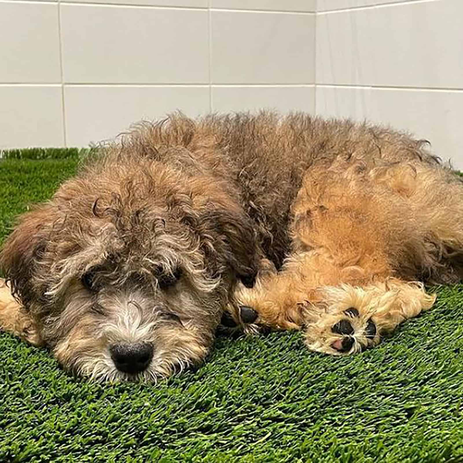 mini whoodle puppy lying down on the grass