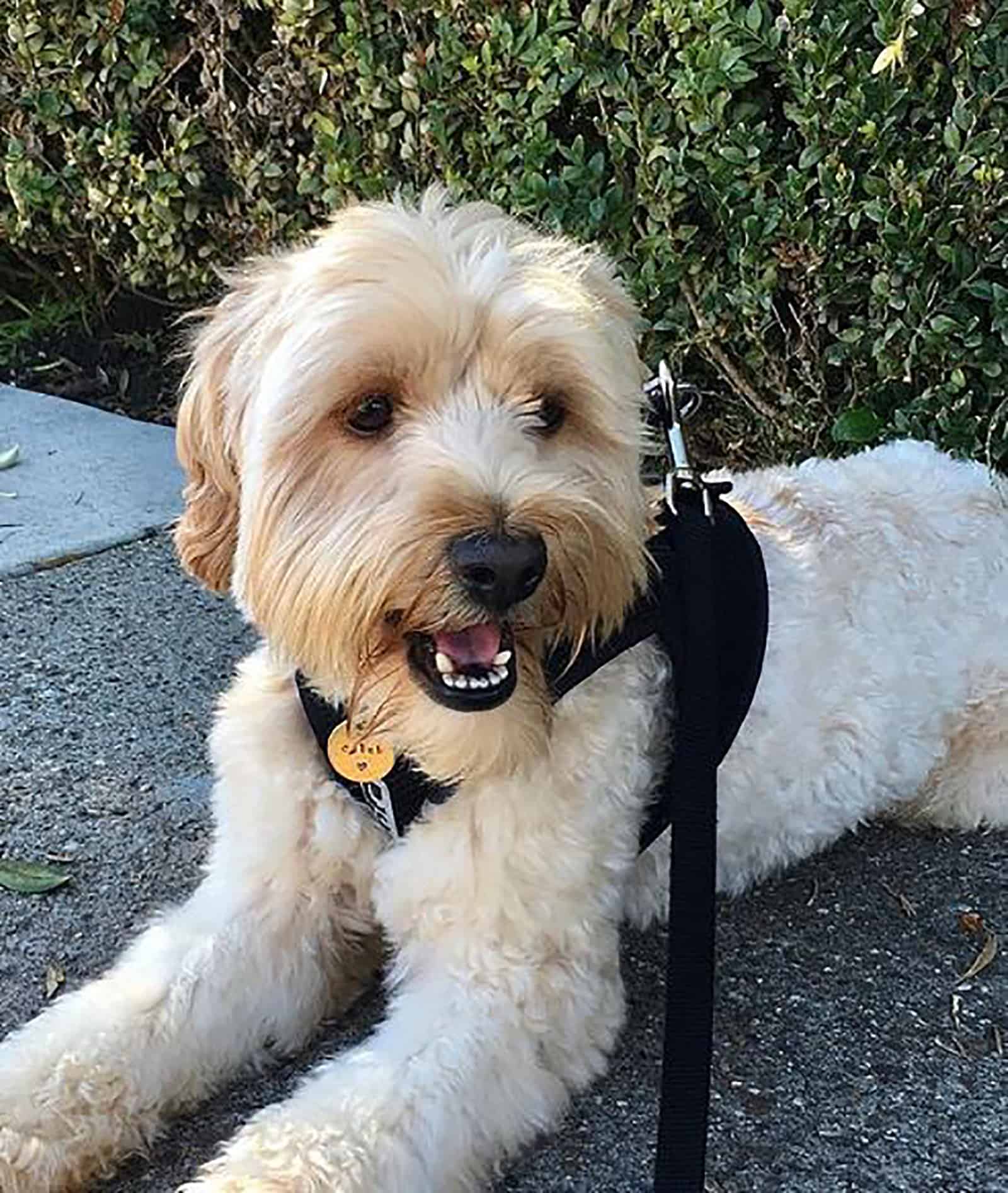 mini whoodle lying down in the park