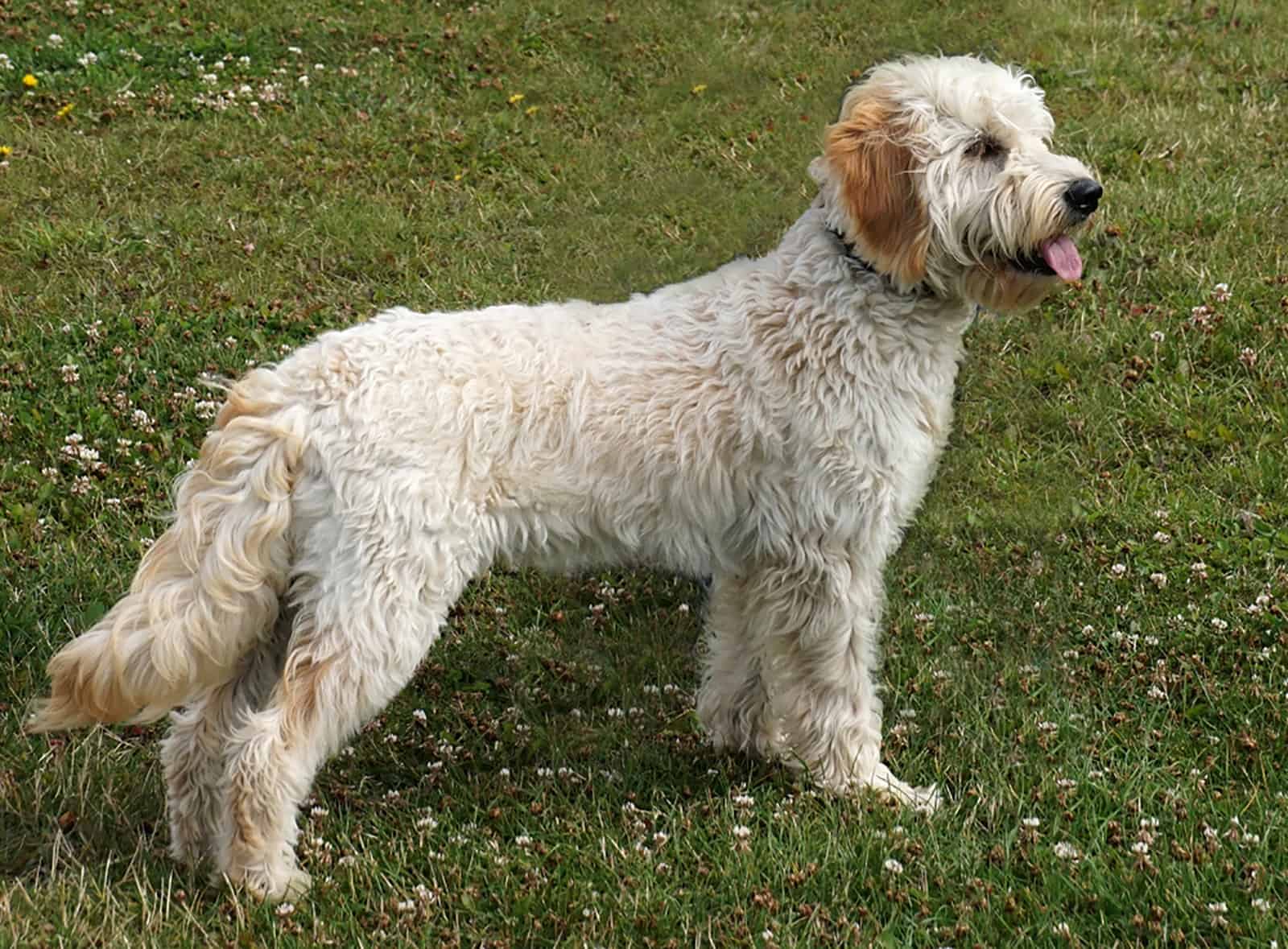 miniature goldendoodle standing in the grass