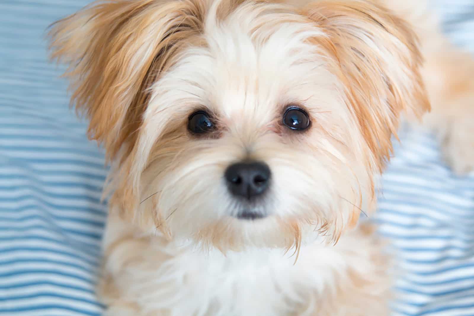 morkie puppy lying on the bed