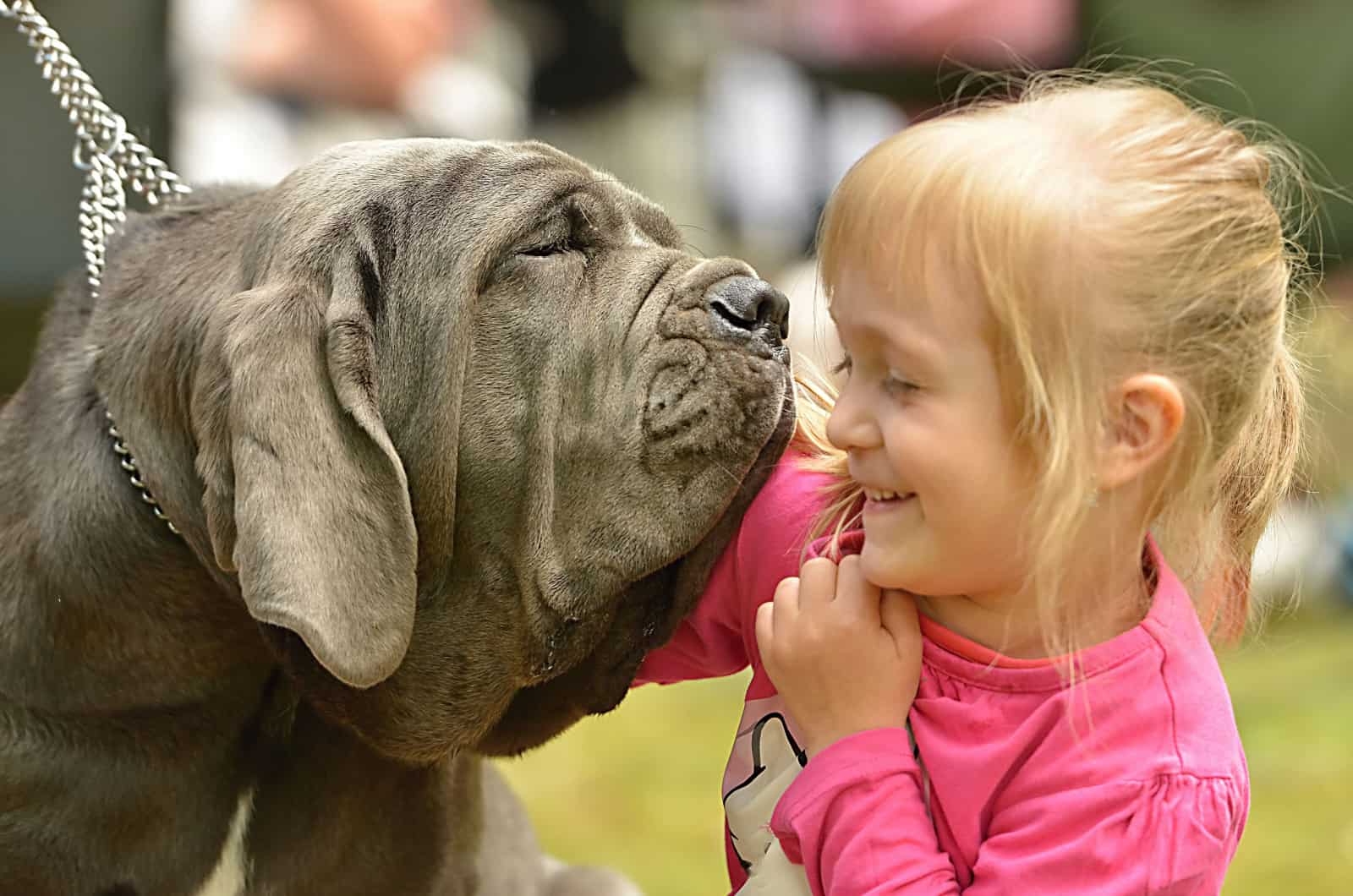 neapolitan mastiff and little girl