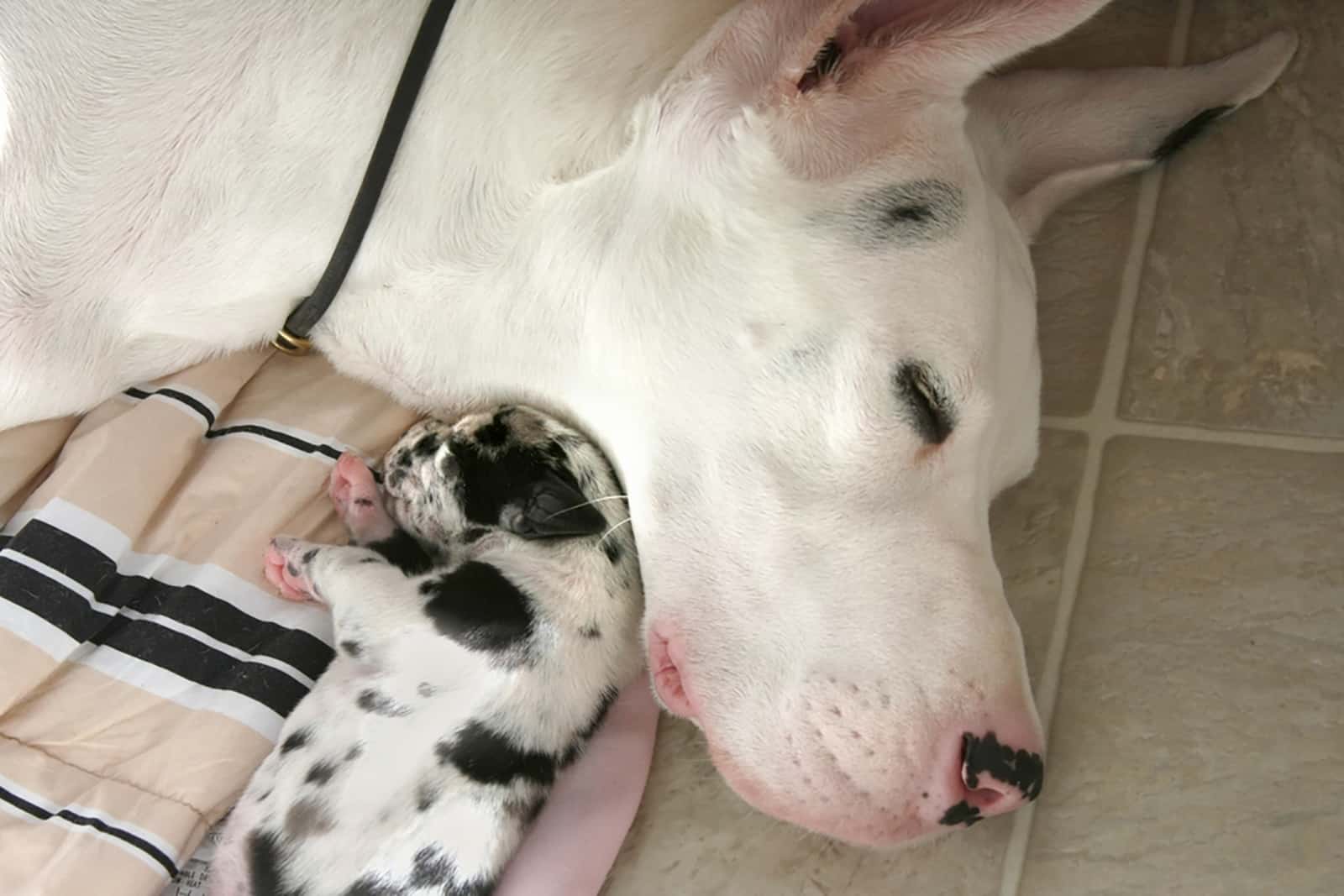 newborn great dane puppy sleeping with mother indoors