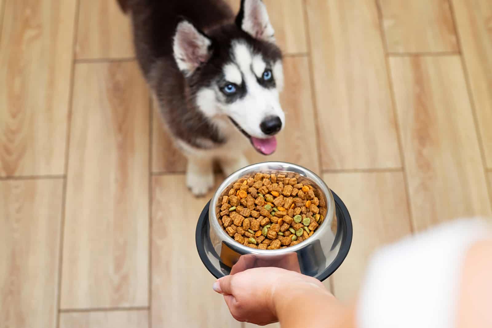 owner feeding his husky puppy with dry food