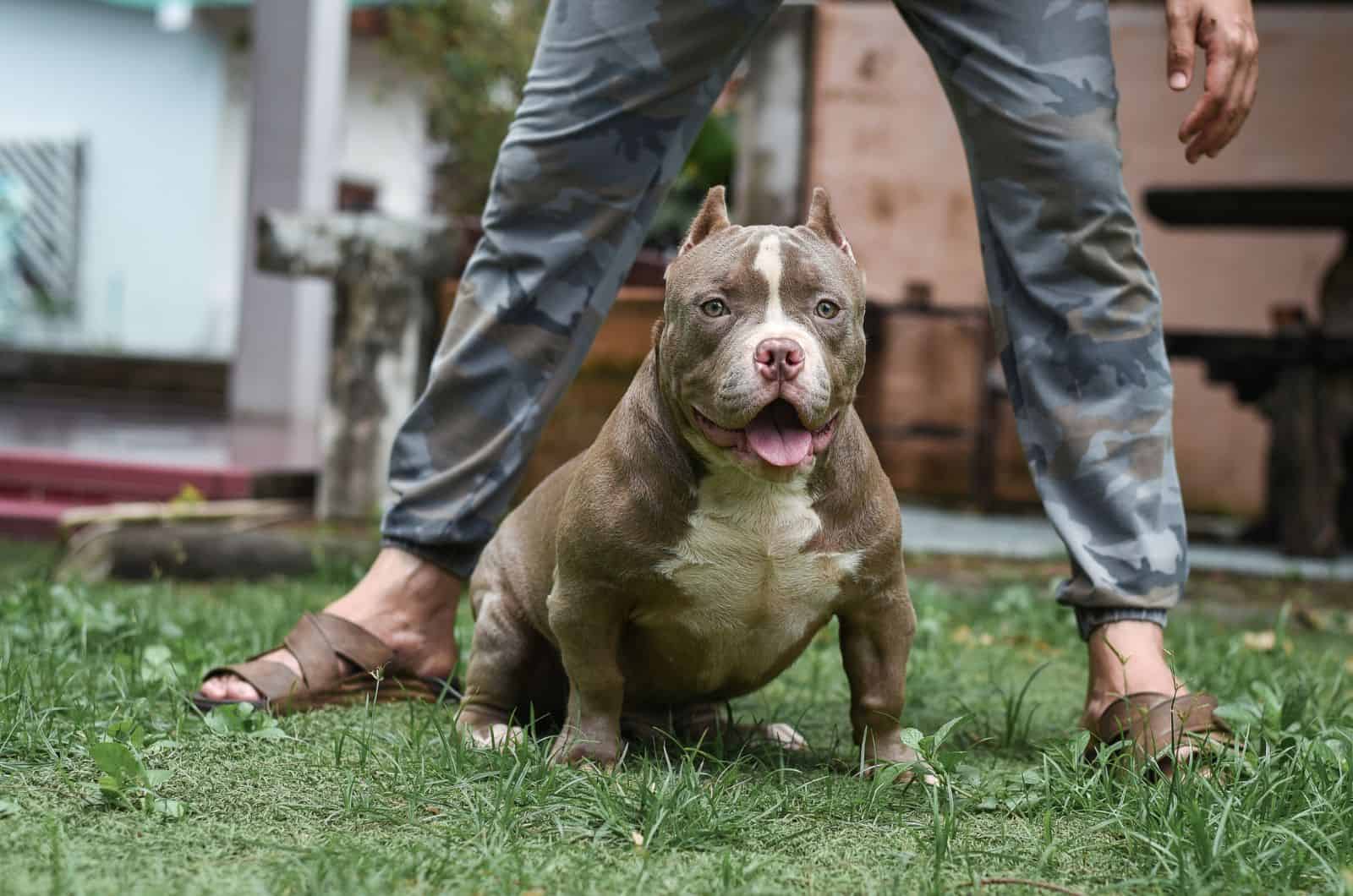 owner walking Razor Edge Pitbull