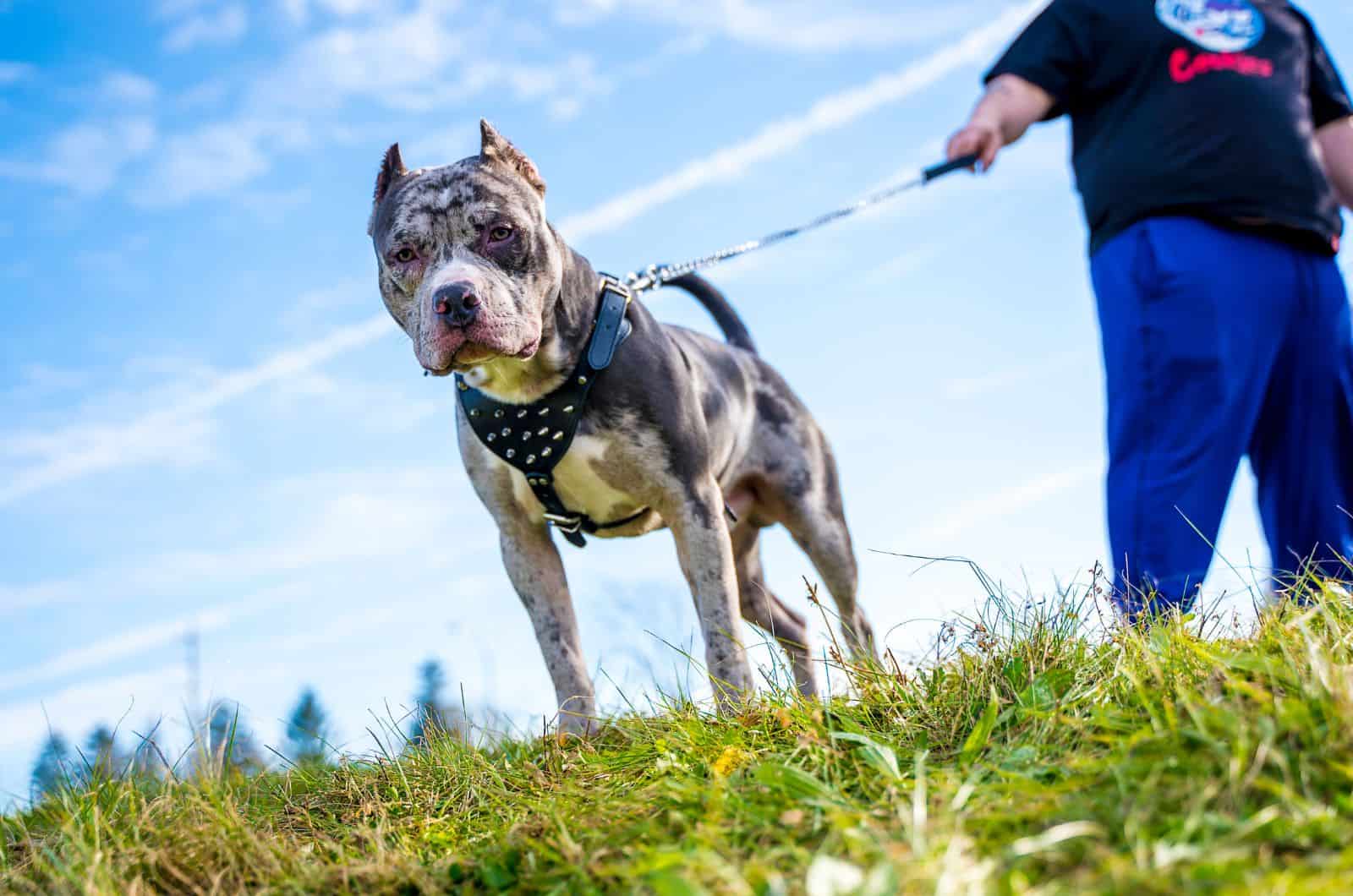 owner walking his Merle XL Bully