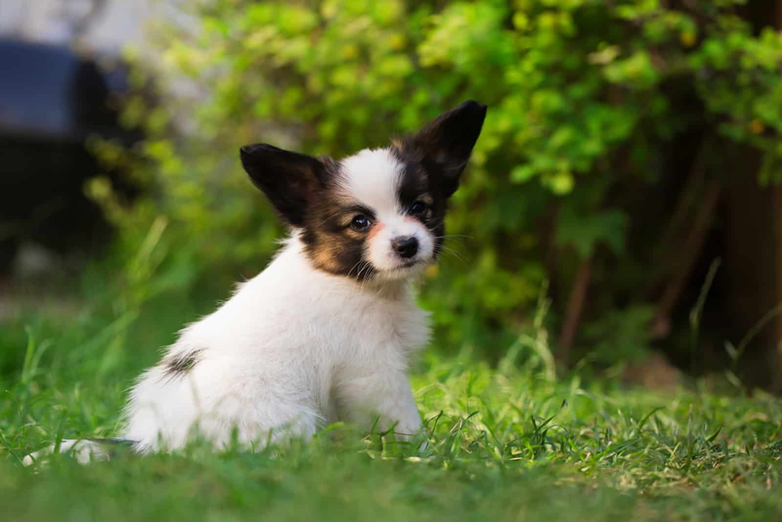 papillon dog sitting in the grass in the park