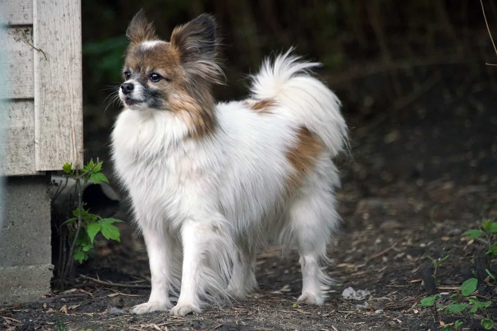 papillon dog standing outdoors