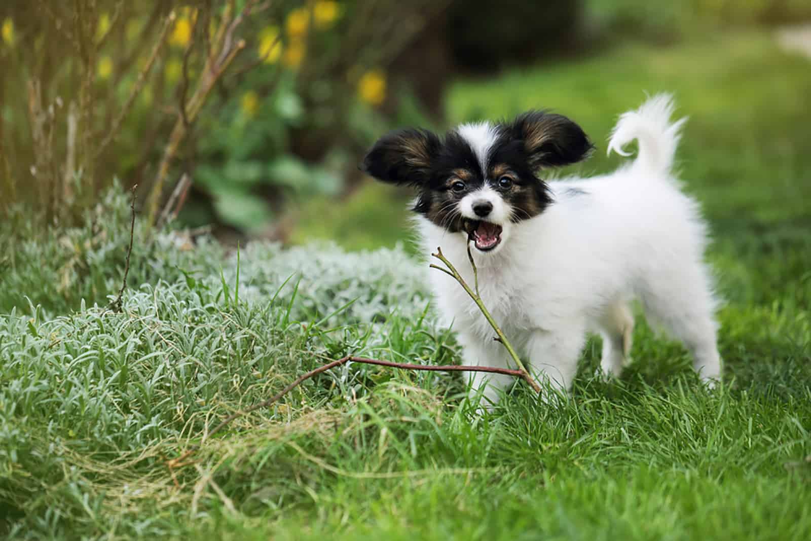 papillon puppy playing in the garden