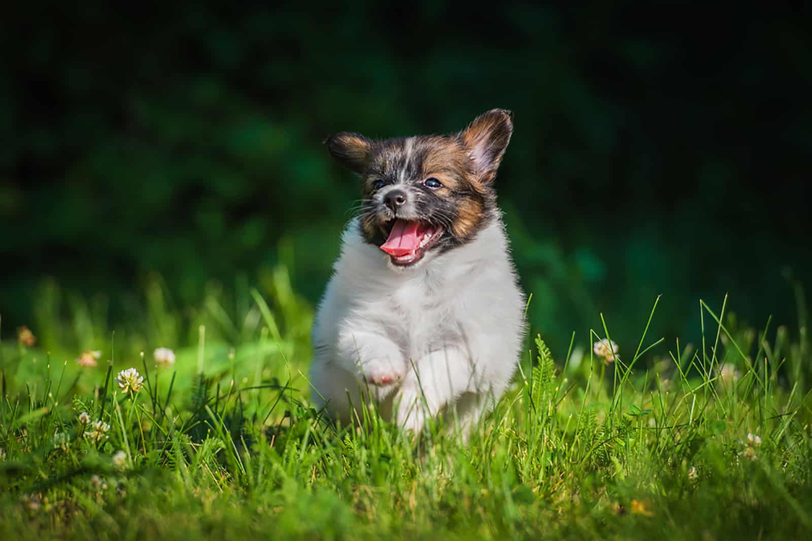 papillon puppy running in the garden