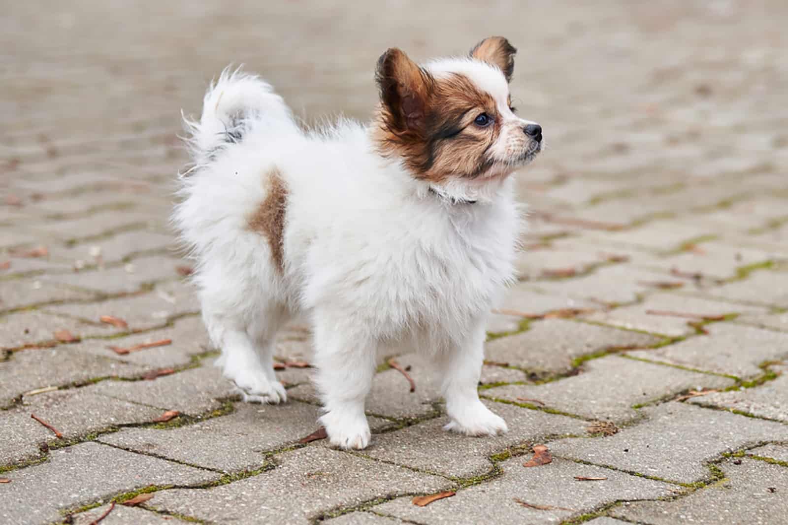 papillon puppy standing in the yard at daytime