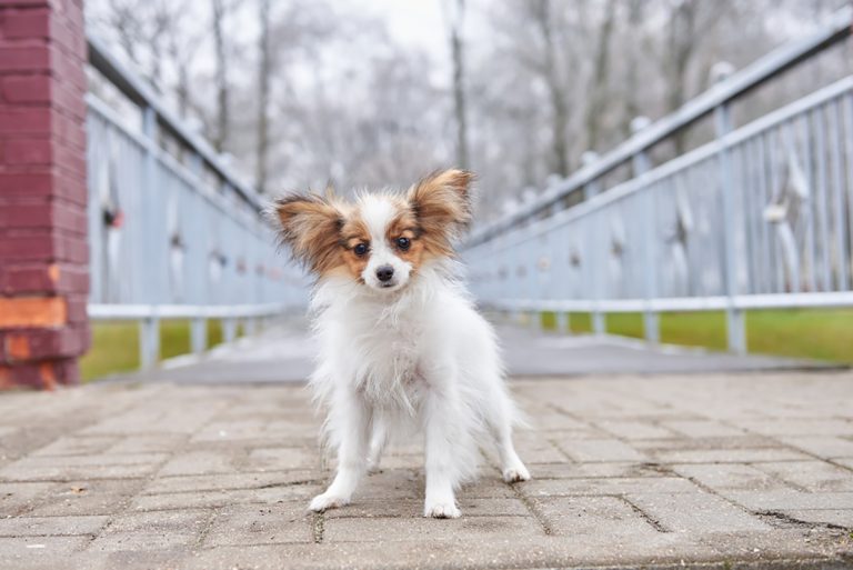8 Best Papillon Breeders + Why To Get Them