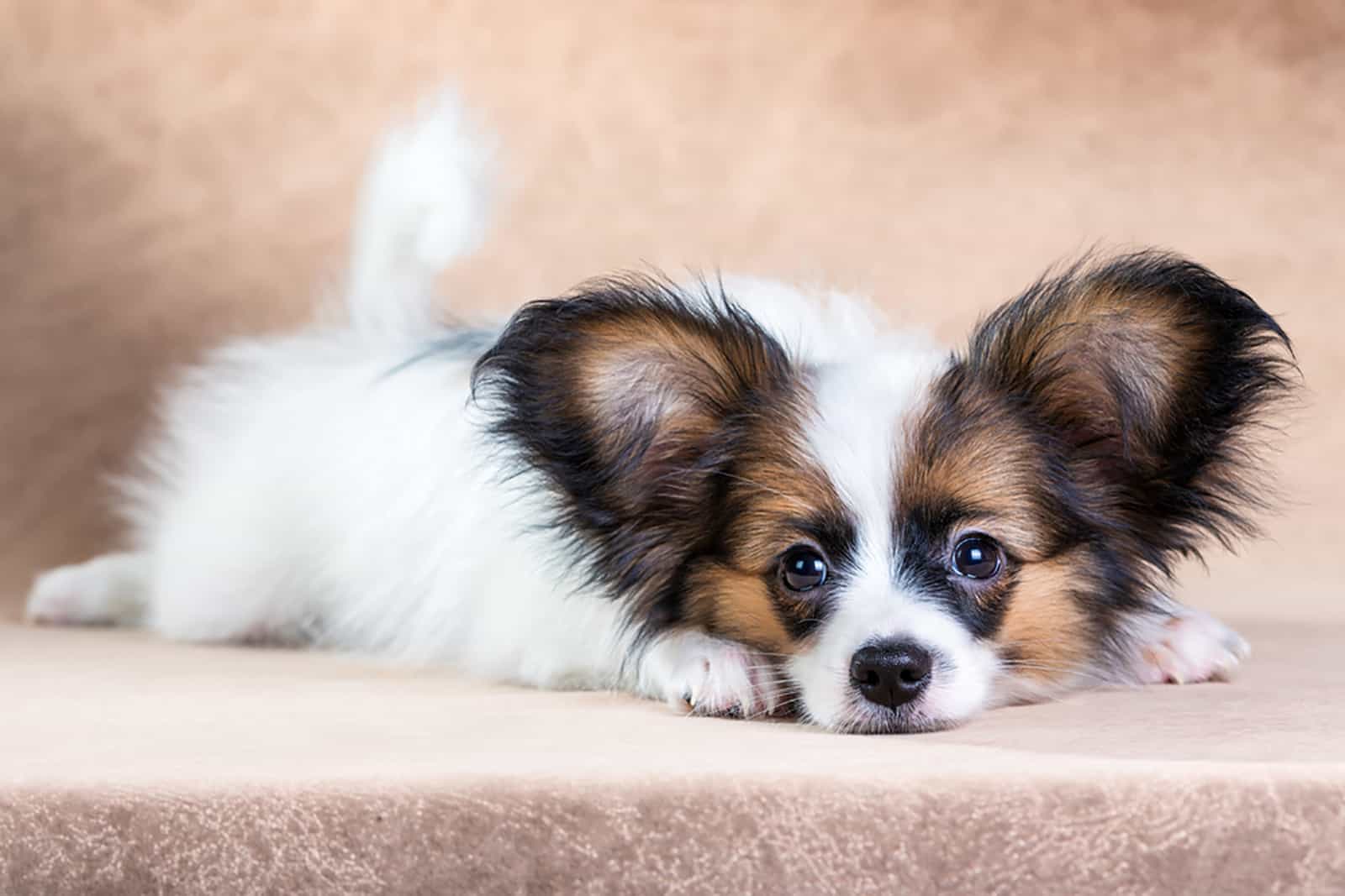 papillon puppy lying on the stairs