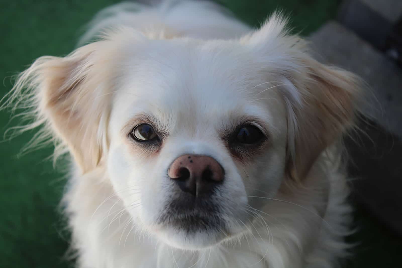 peekapoo dog outdoors