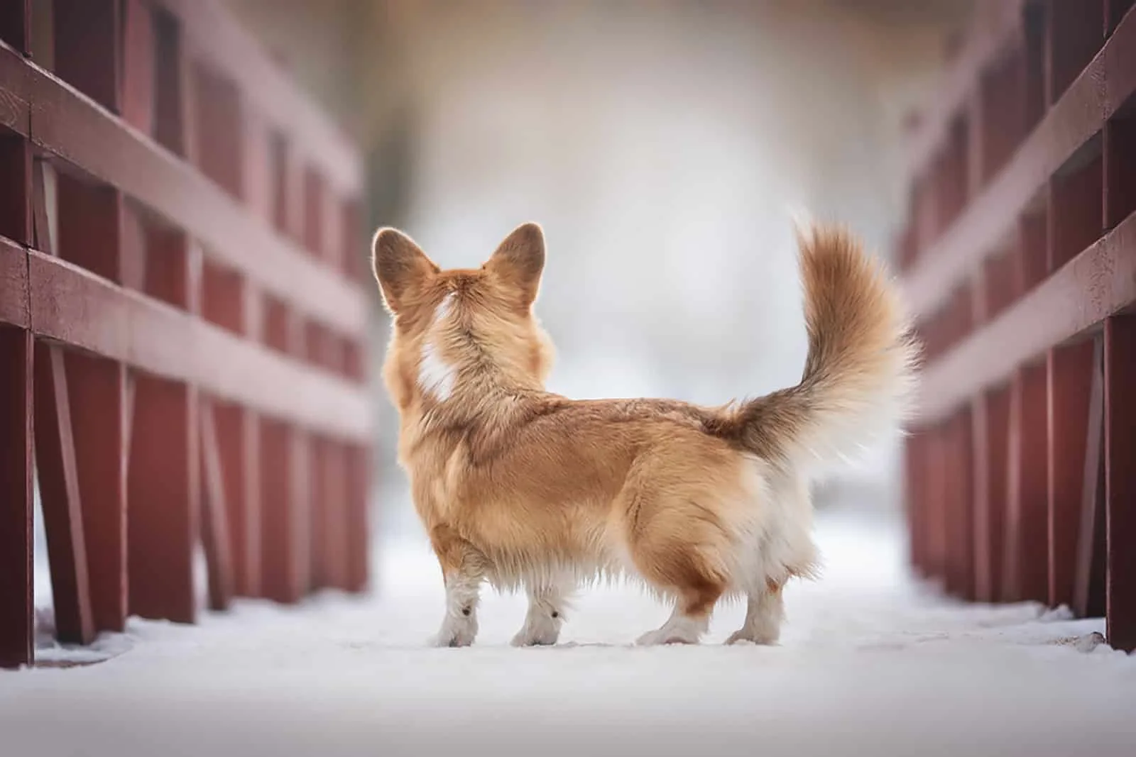 pembroke welsh corgi with a fluffy tail standing on the bridge