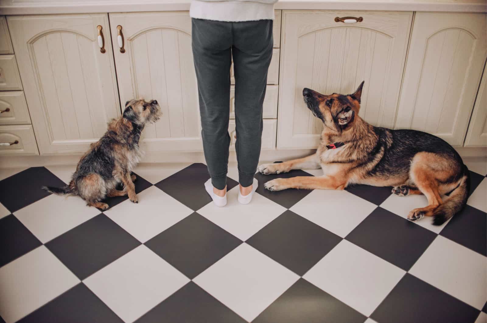 person preparing food for german shepherd and another dog