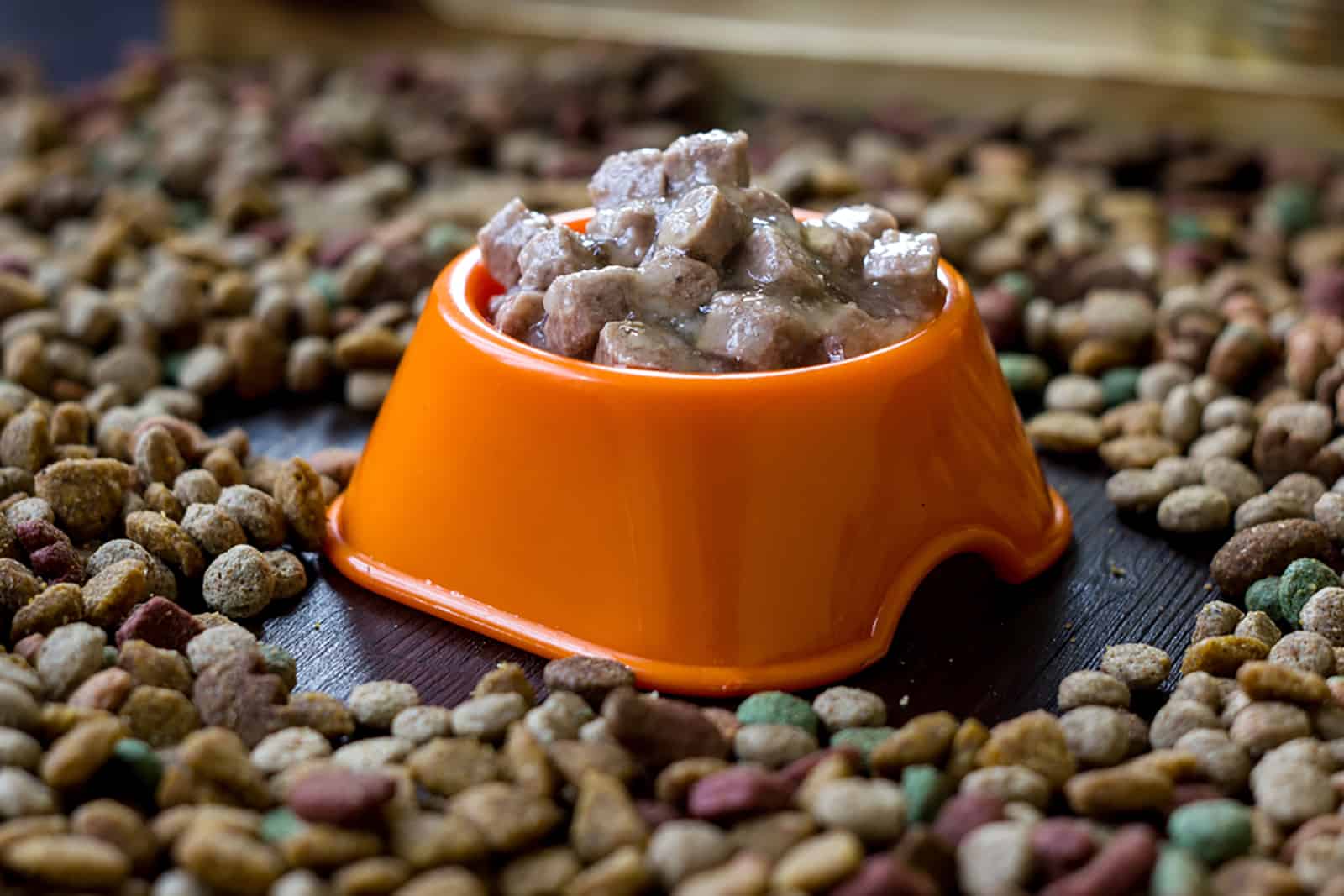pet food in a bowl surrounded with dry food