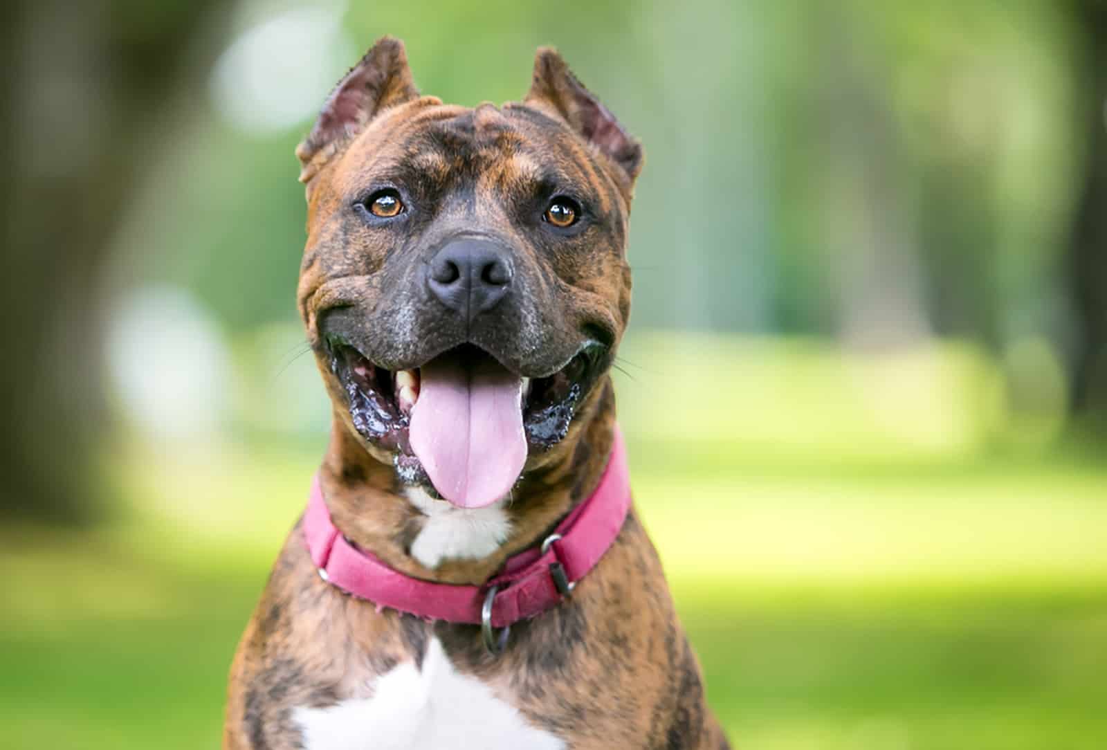 pit bull terrier mixed breed dog with cripped ears