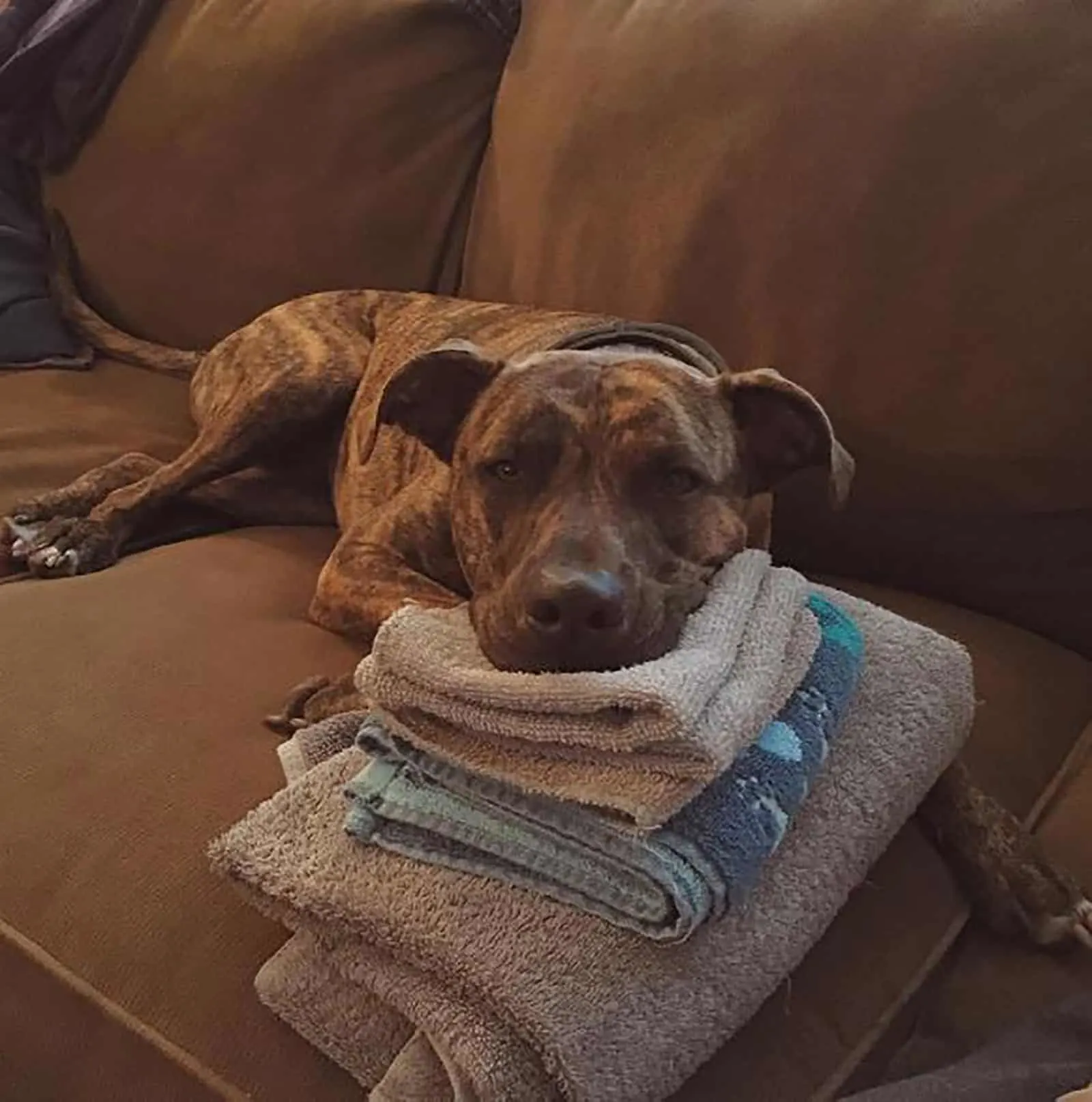 pitbull greyhound dog laying on towels indoors