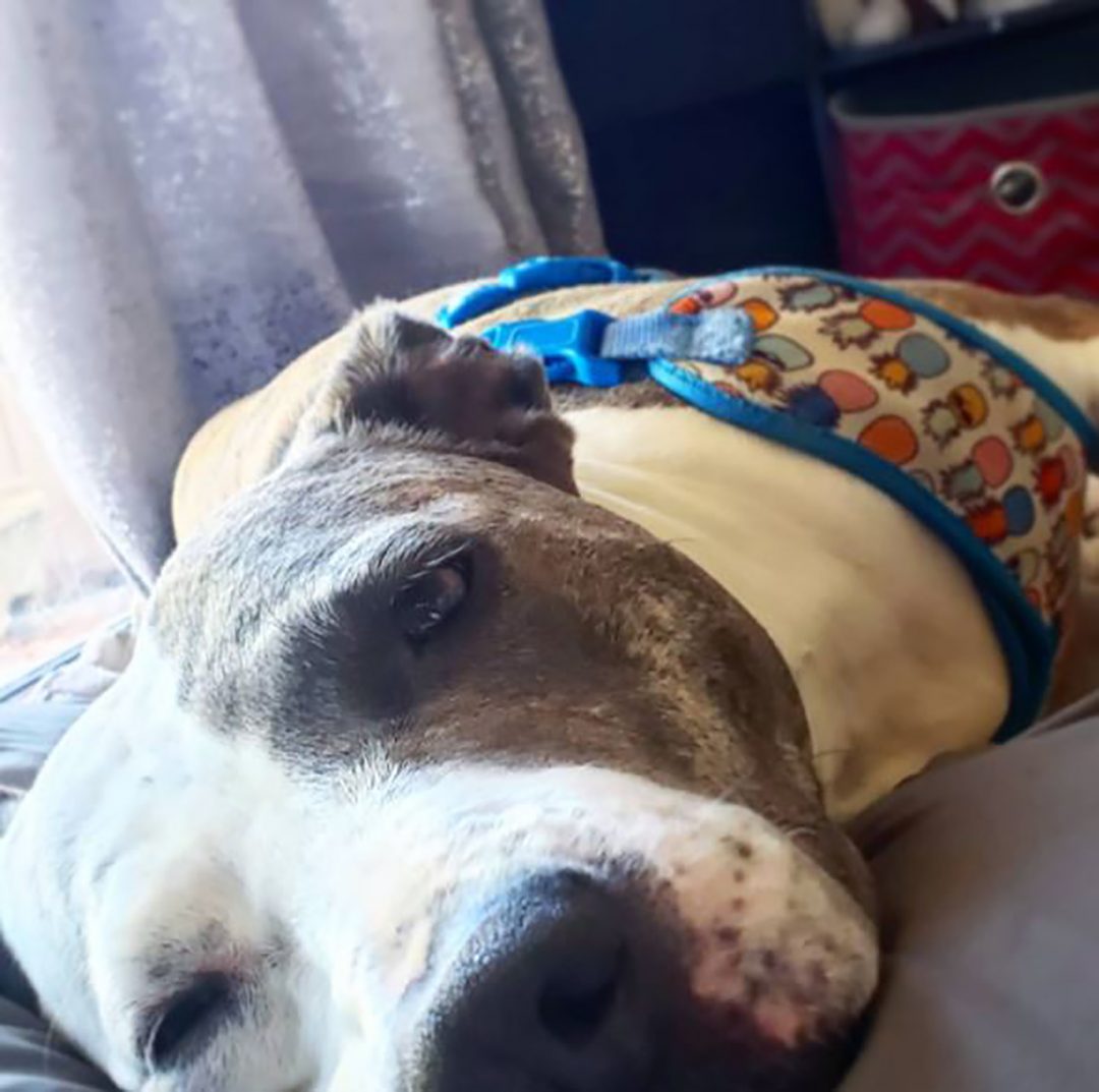 Greyhound Pitbull Mix: Gentle Pup Or An Aggressive Giant?