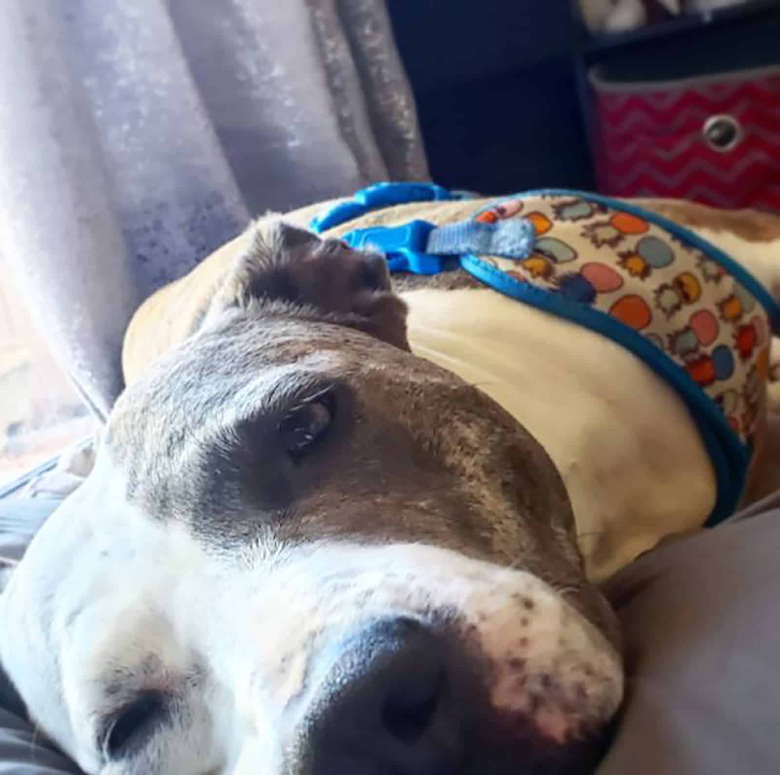 pitbull greyhound dog lying on the bed