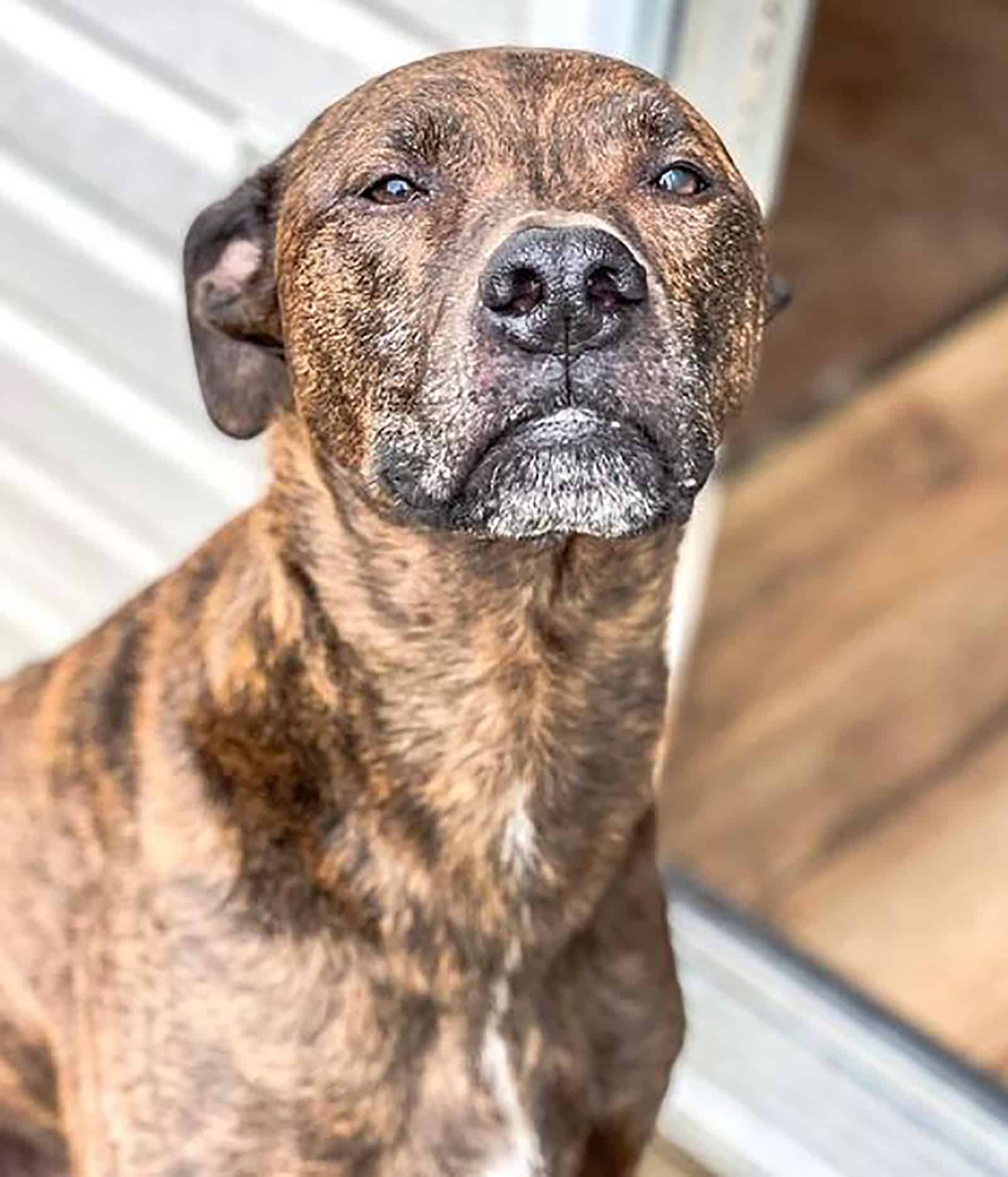 pitbull greyhound mix standing in front doors