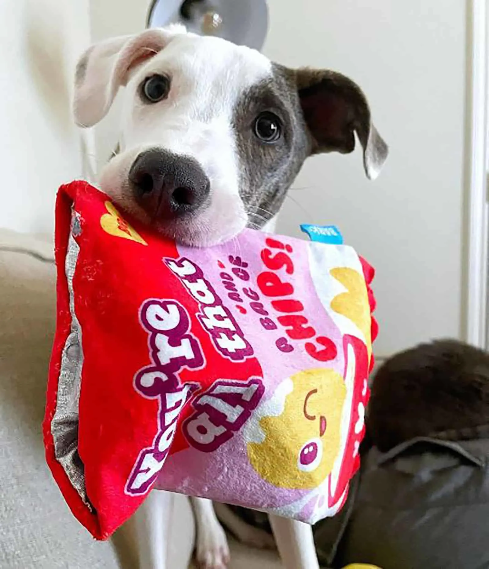 pitbull greyhound puppy with bag of chips