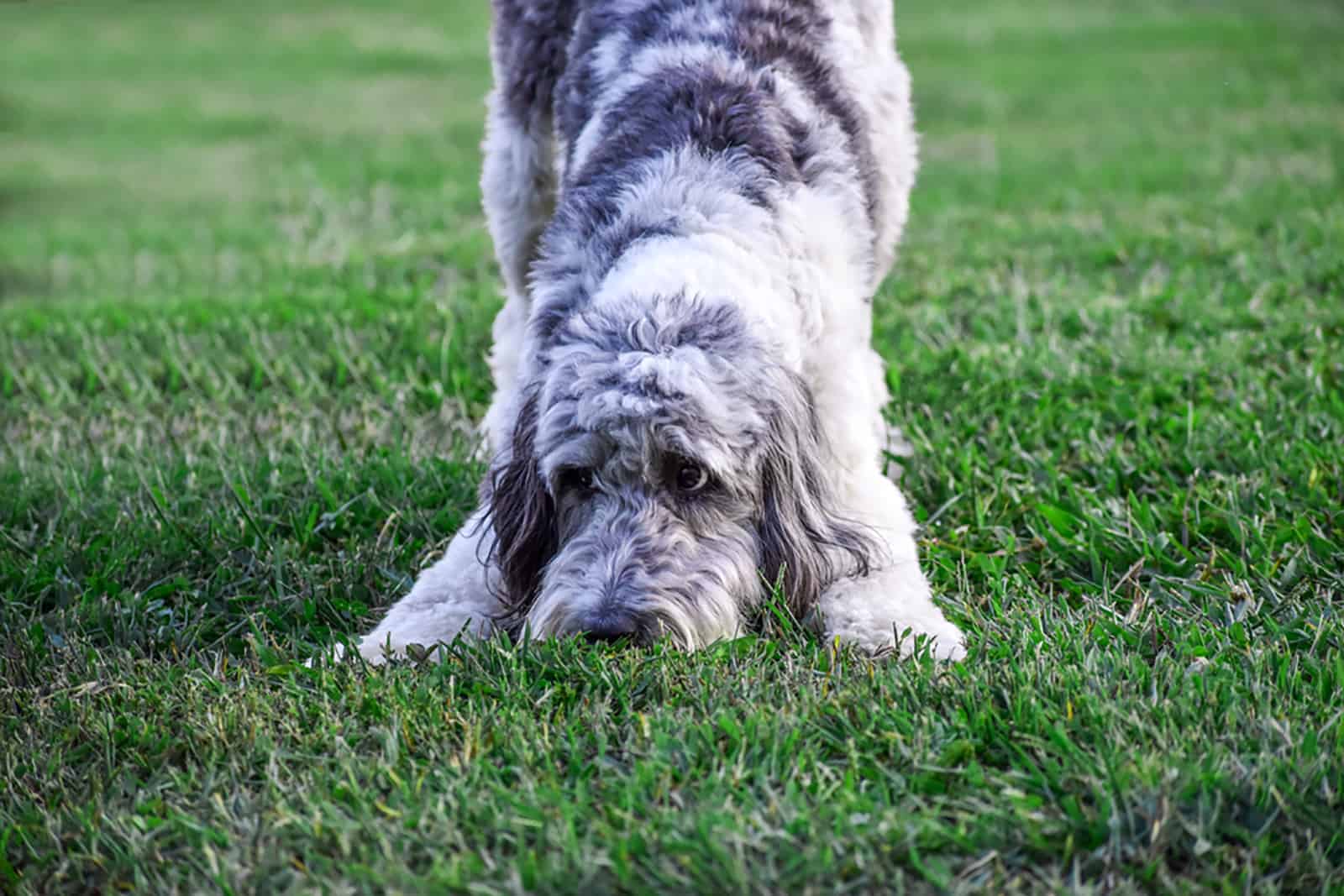 playful aussiedoodle dog in the park