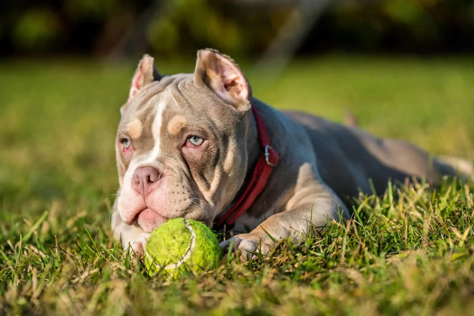 pocket american bully lying in grass with tennis ball