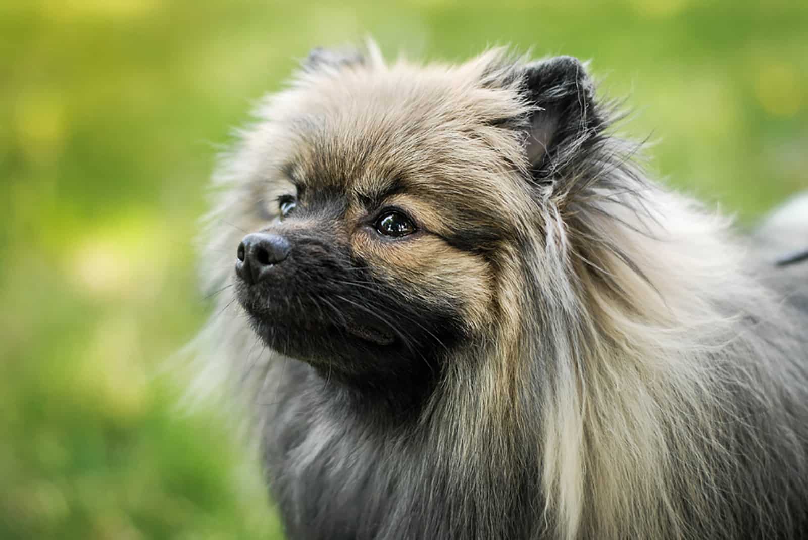 pomeranian dog in nature